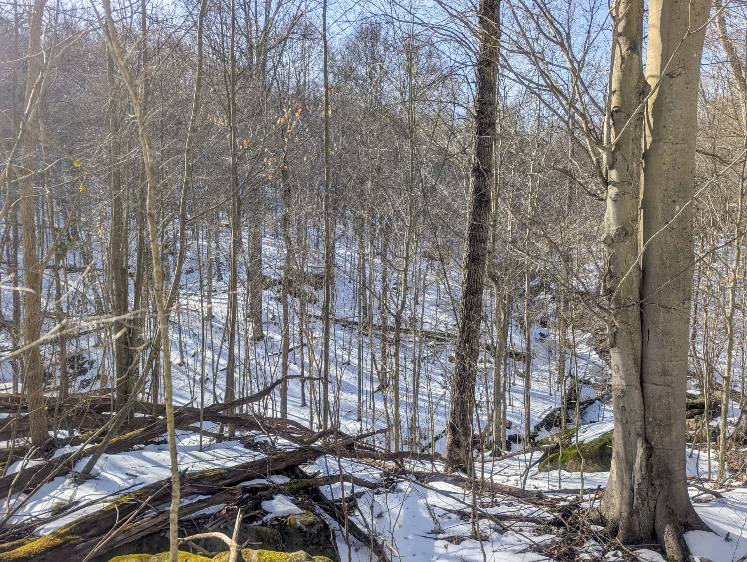 Tract 16 Washington County Large Acreage Hunting and Timber