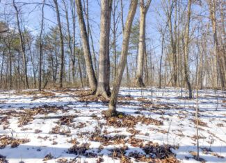 Tract 16 Washington County Large Acreage Hunting and Timber