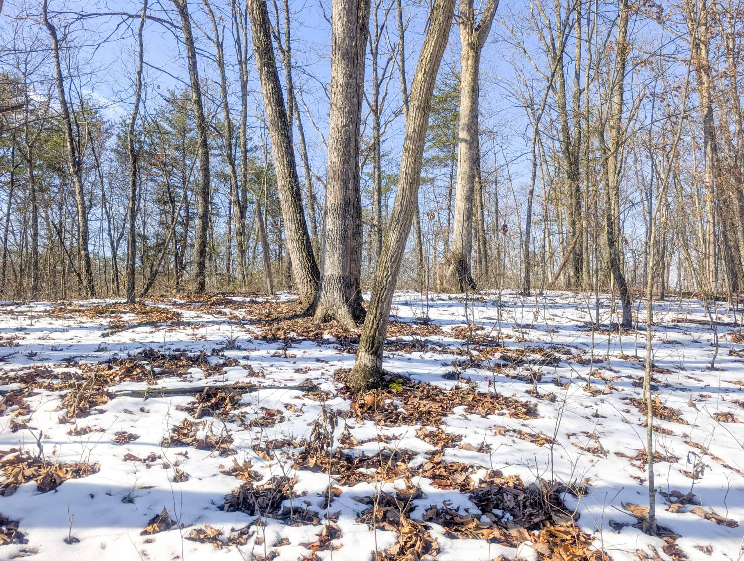Tract 16 Washington County Large Acreage Hunting and Timber