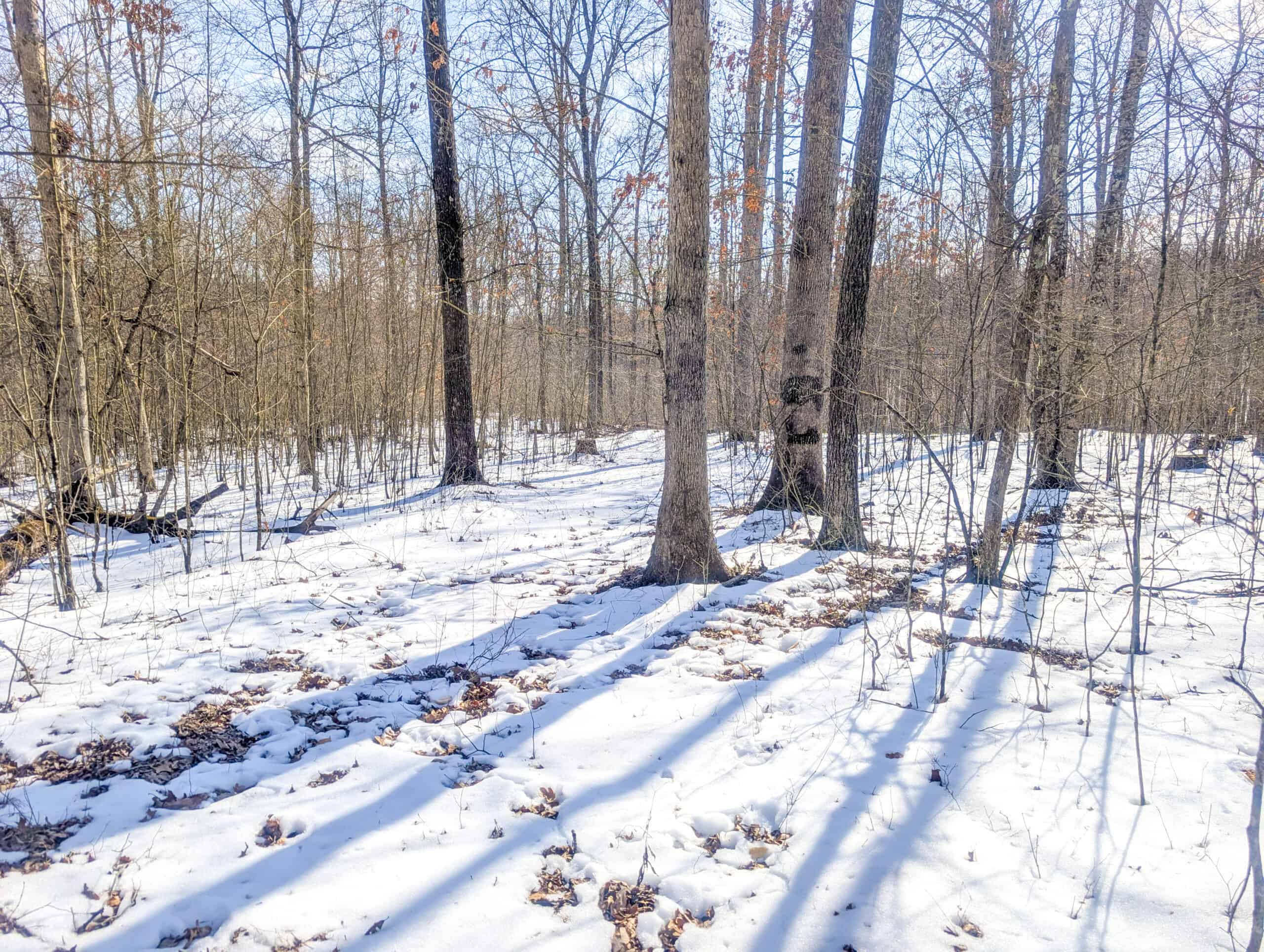 Tract 16 Washington County Large Acreage Hunting and Timber