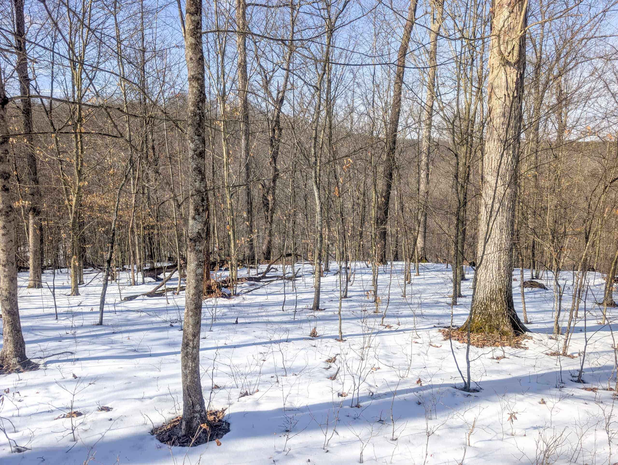 Tract 16 Washington County Large Acreage Hunting and Timber