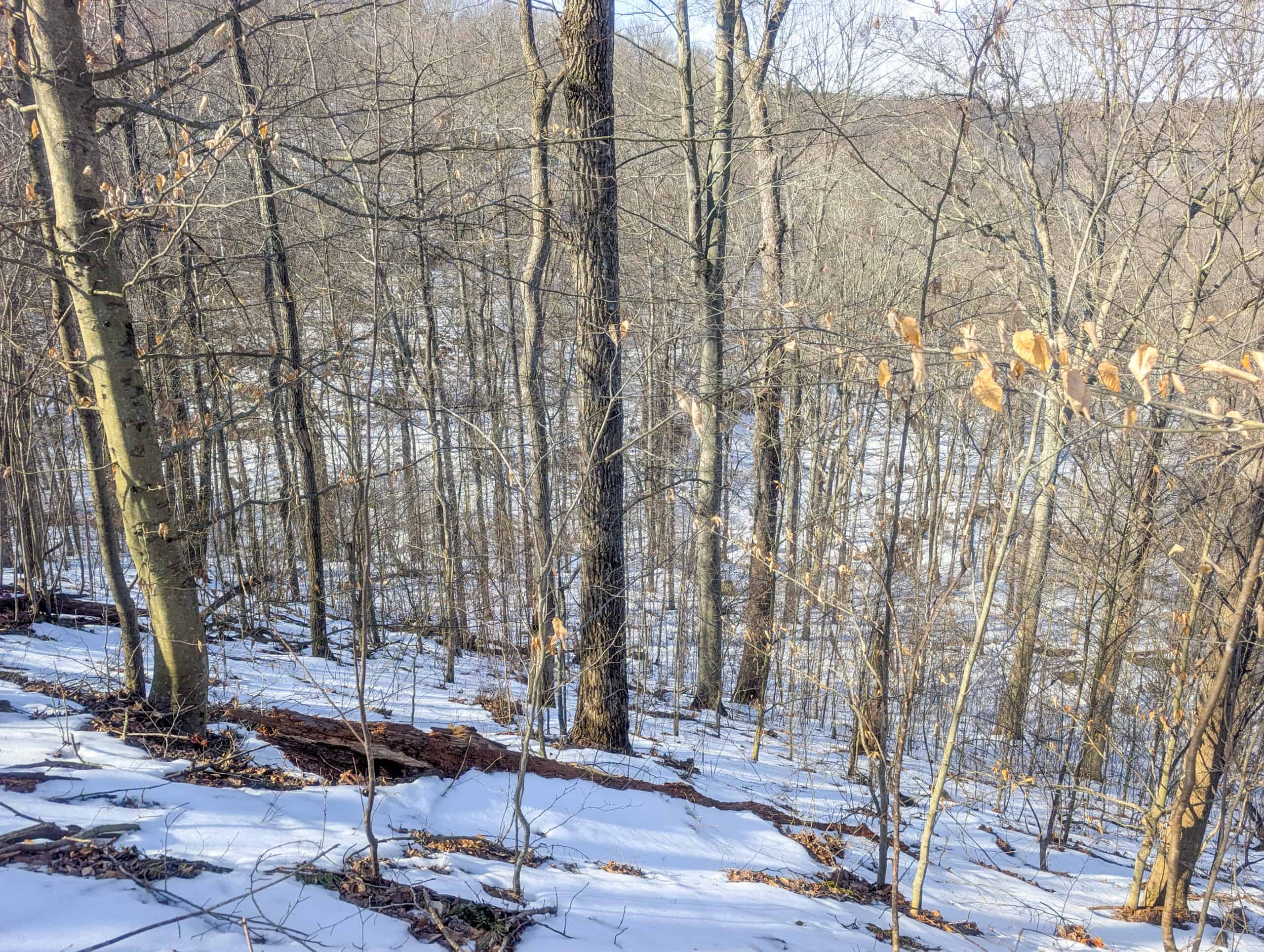 Tract 16 Washington County Large Acreage Hunting and Timber