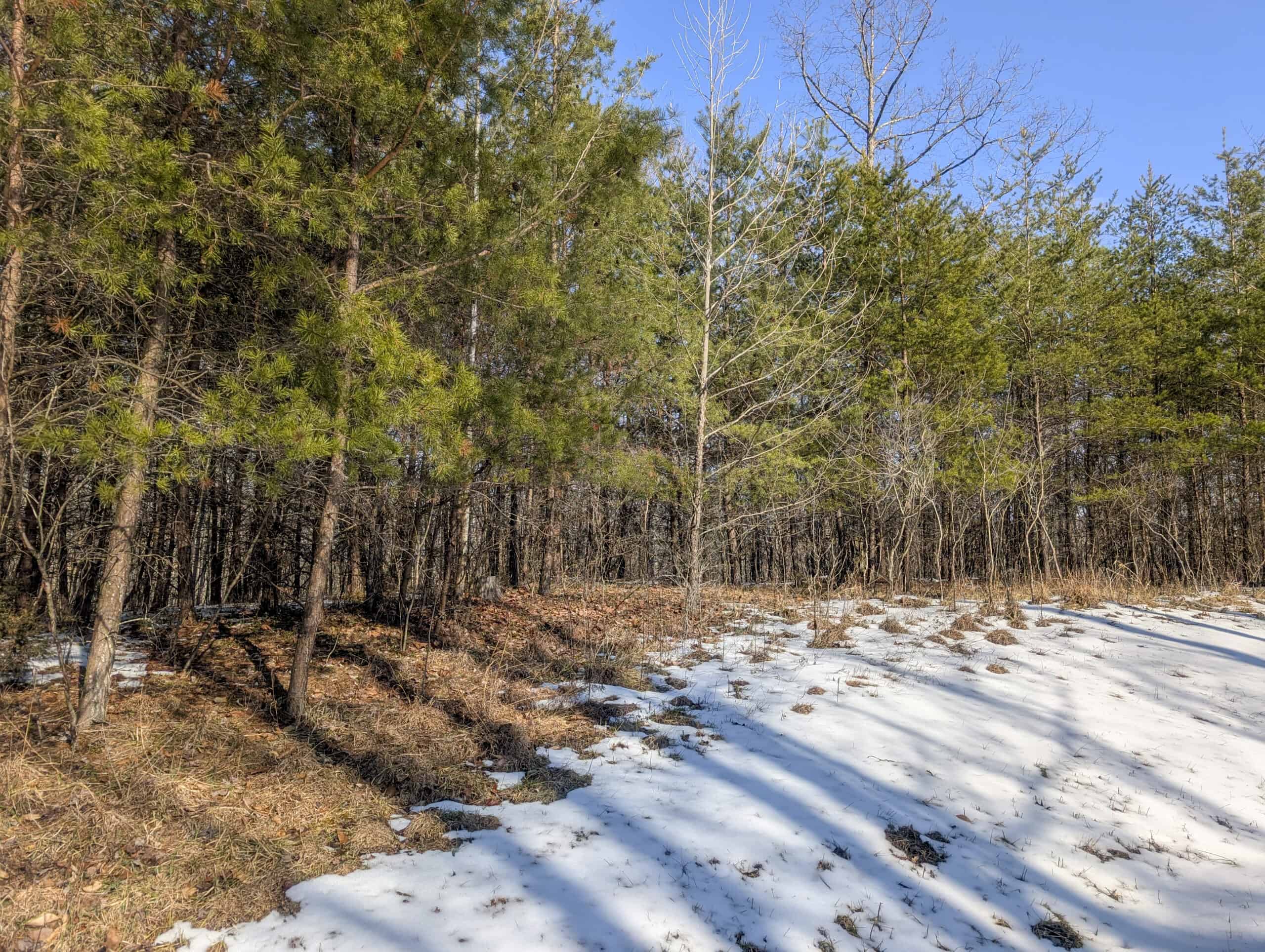 Tract 16 Washington County Large Acreage Hunting and Timber