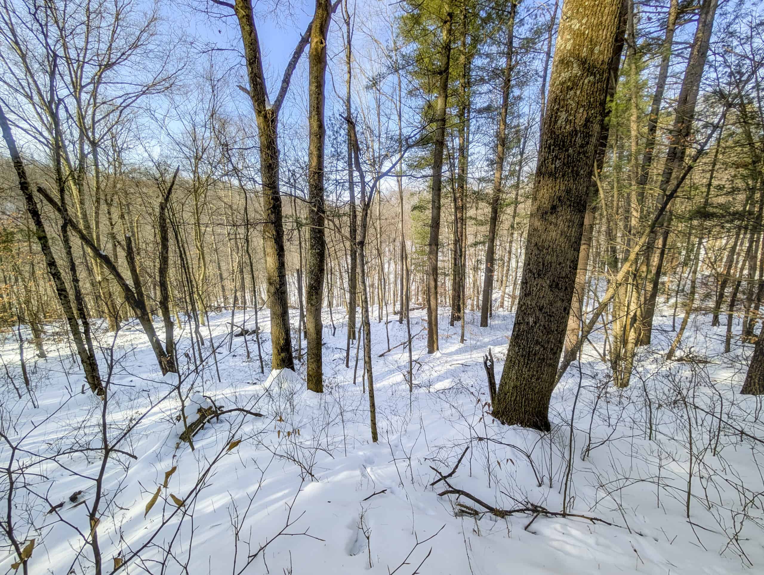 Tract 17 Hunting Land with Creek in Belmont County Ohio