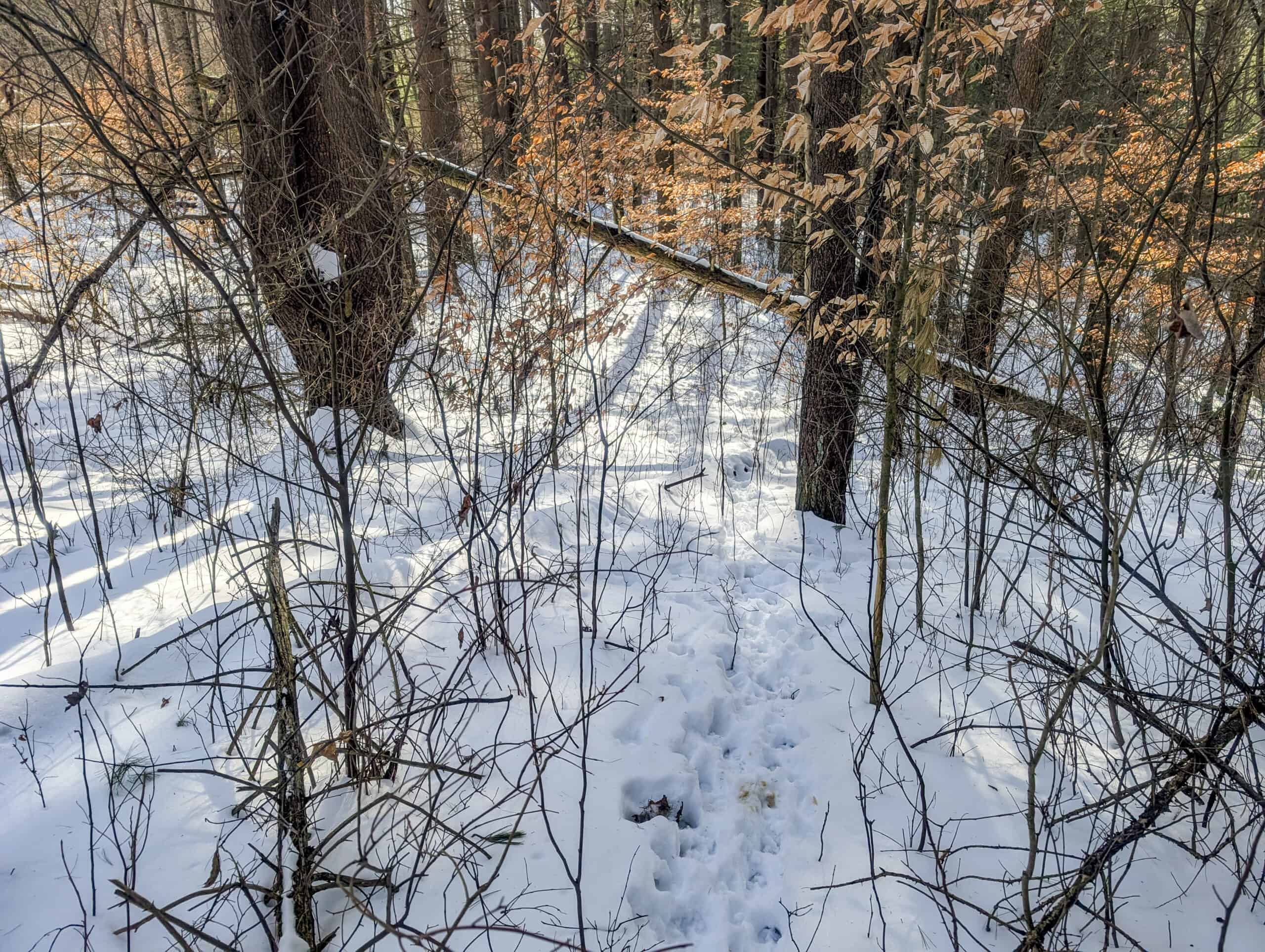 Tract 17 Hunting Land with Creek in Belmont County Ohio