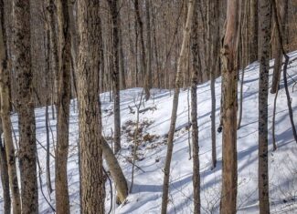 Tract 17 Hunting Land with Creek in Belmont County Ohio