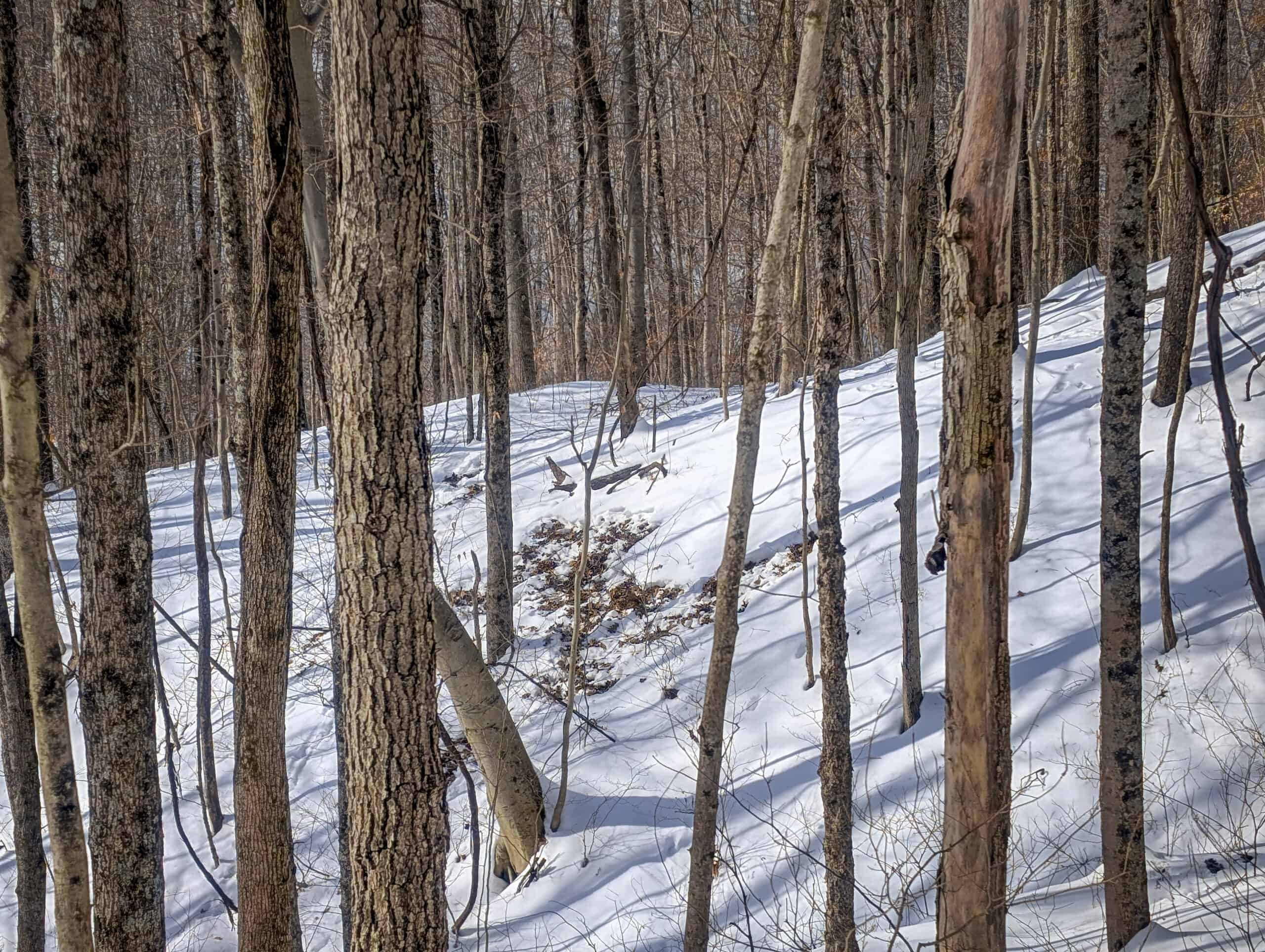 Tract 17 Hunting Land with Creek in Belmont County Ohio