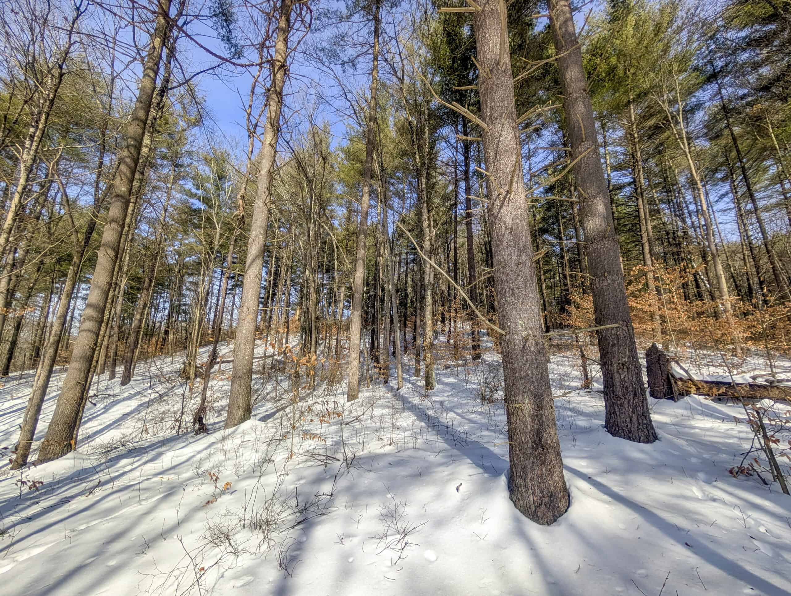 Tract 17 Hunting Land with Creek in Belmont County Ohio