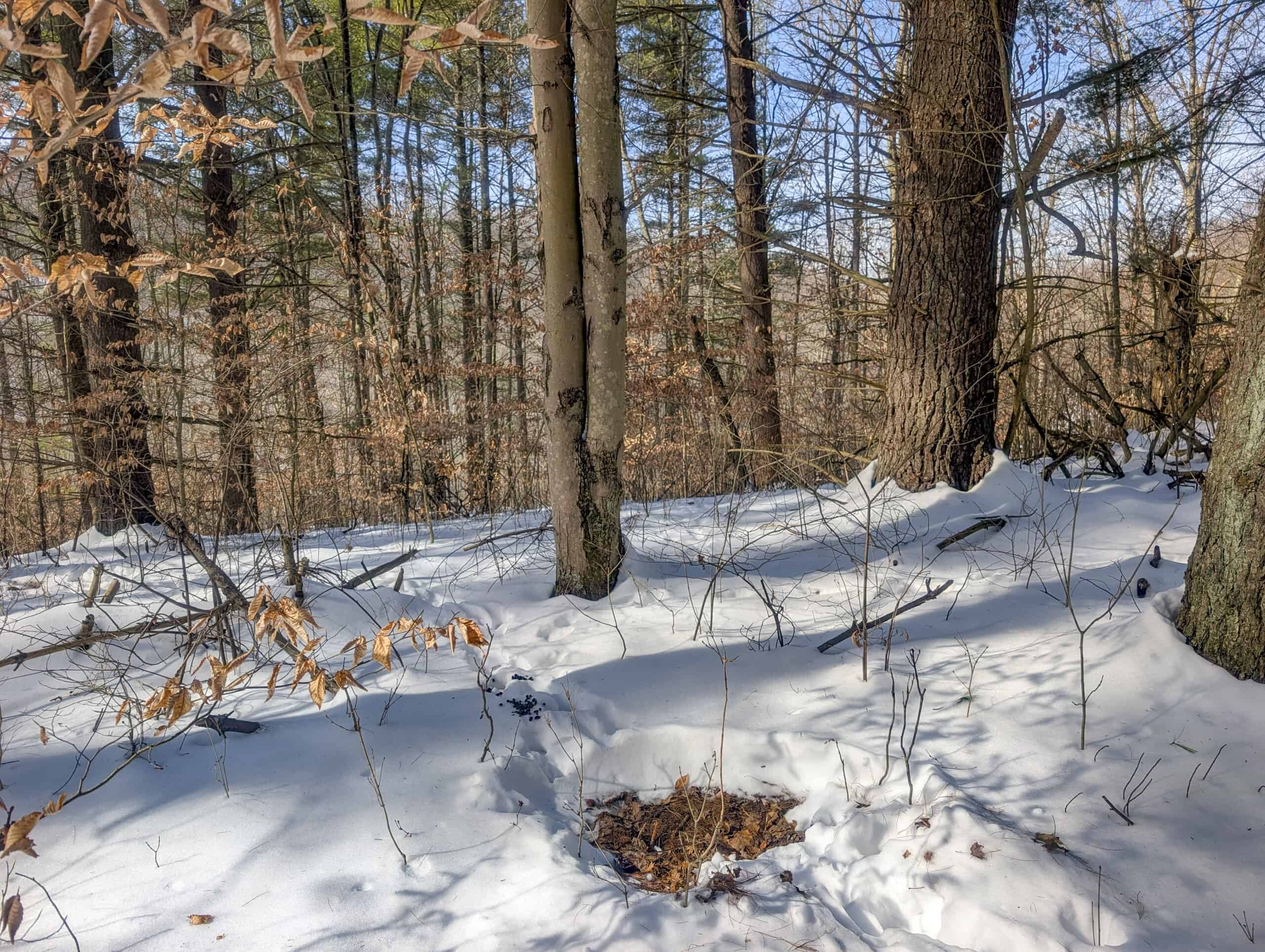 Tract 17 Hunting Land with Creek in Belmont County Ohio