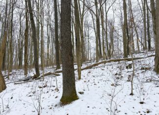 Tract 2 33 +/- Acres Monroe County Hunting Land