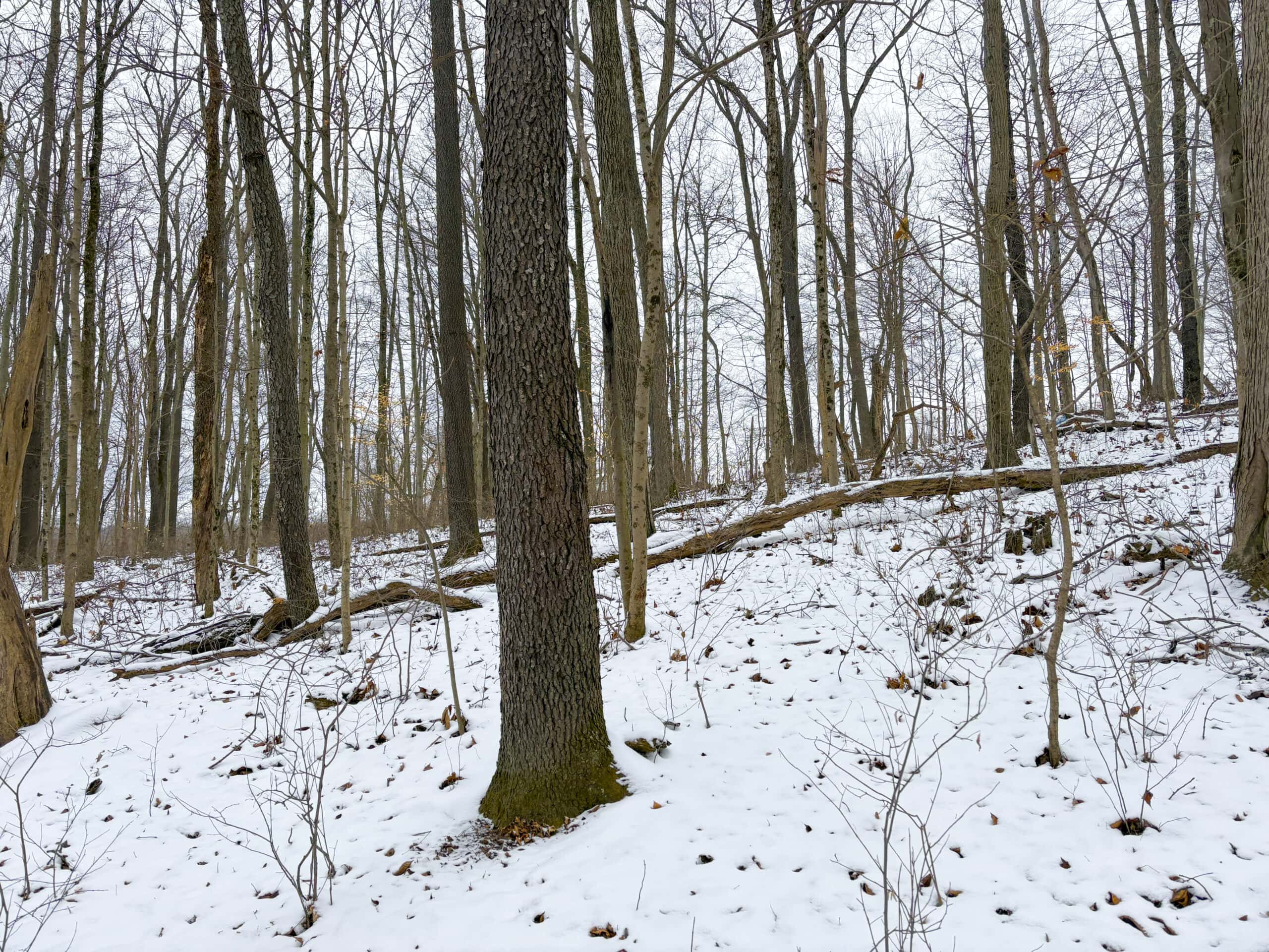 Tract 2 33 +/- Acres Monroe County Hunting Land
