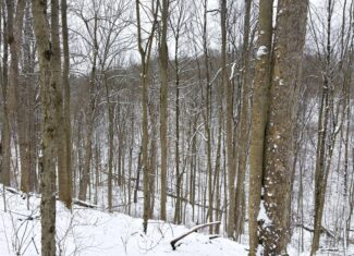Tract 2 33 +/- Acres Monroe County Hunting Land