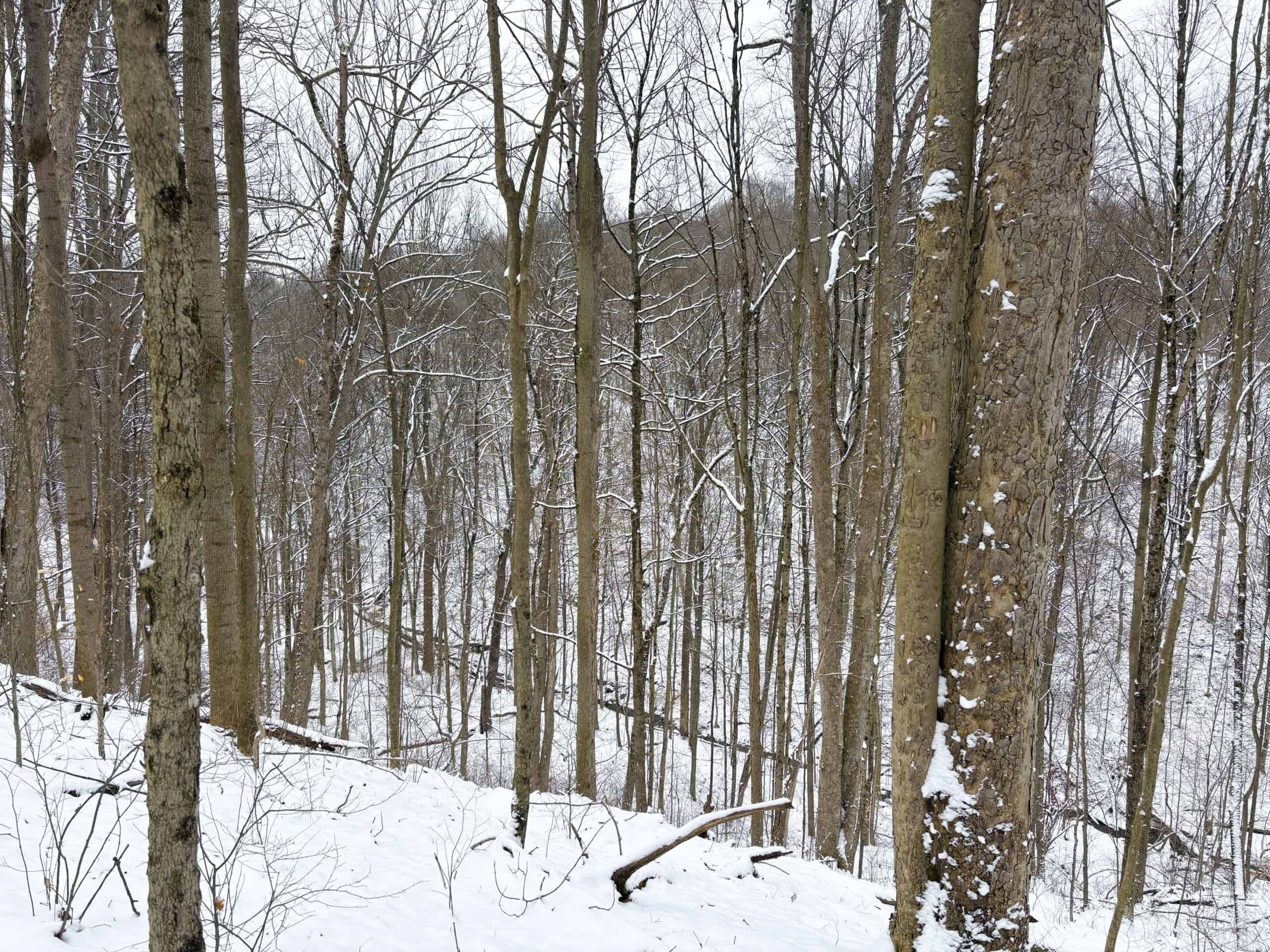 Tract 2 33 +/- Acres Monroe County Hunting Land