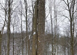 Tract 2 33 +/- Acres Monroe County Hunting Land