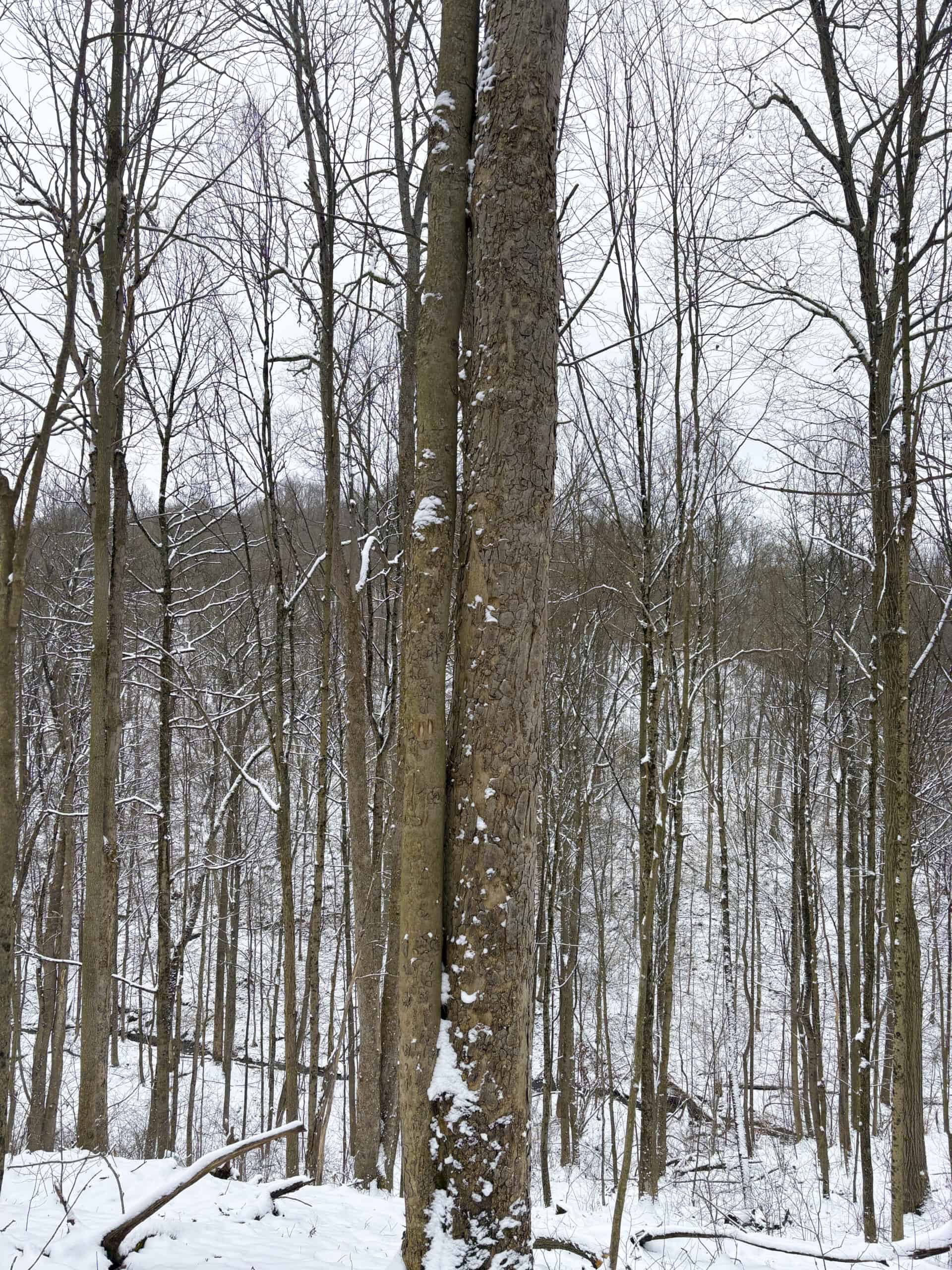 Tract 2 33 +/- Acres Monroe County Hunting Land