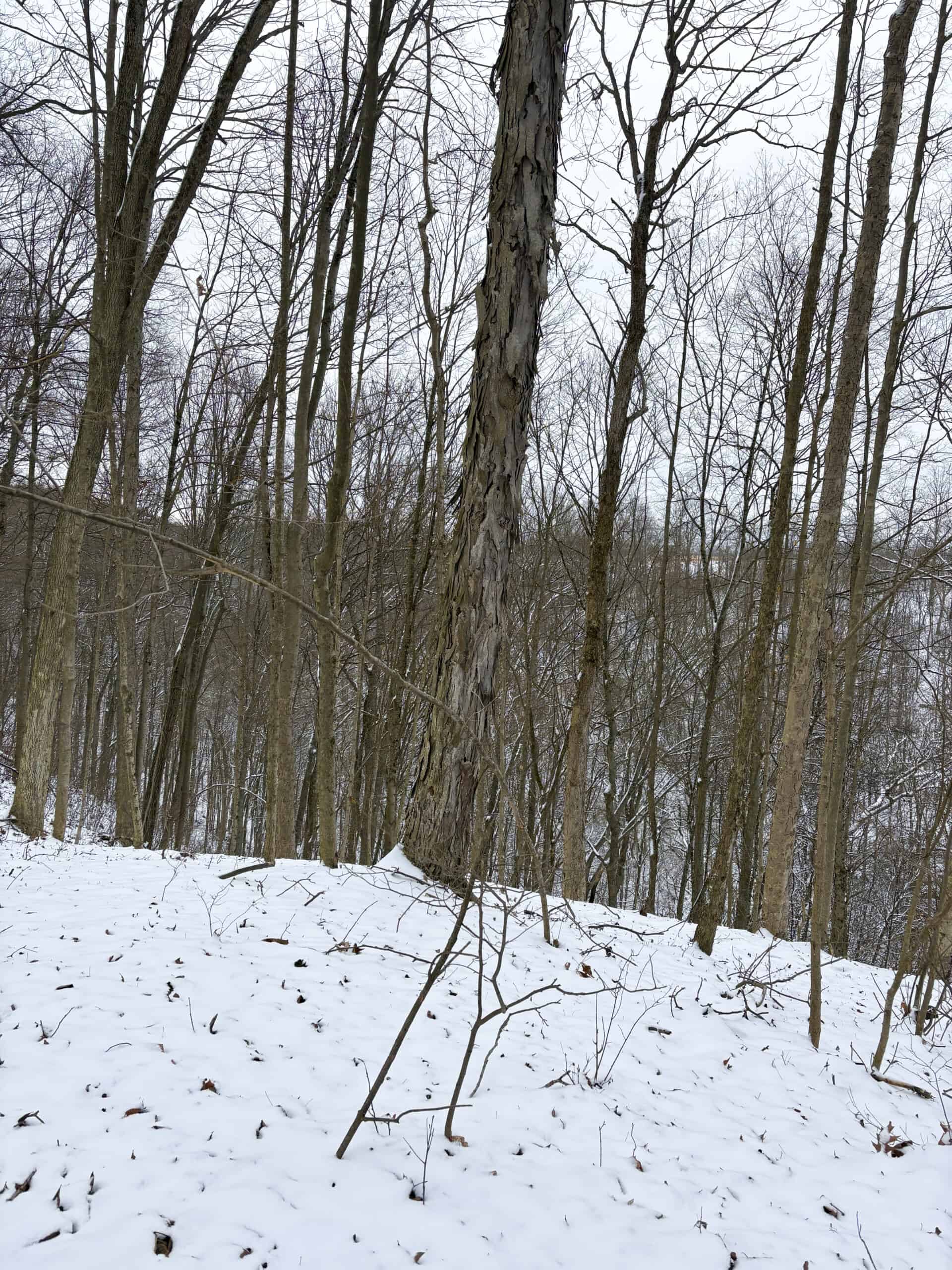 Tract 2 33 +/- Acres Monroe County Hunting Land