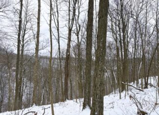 Tract 2 33 +/- Acres Monroe County Hunting Land