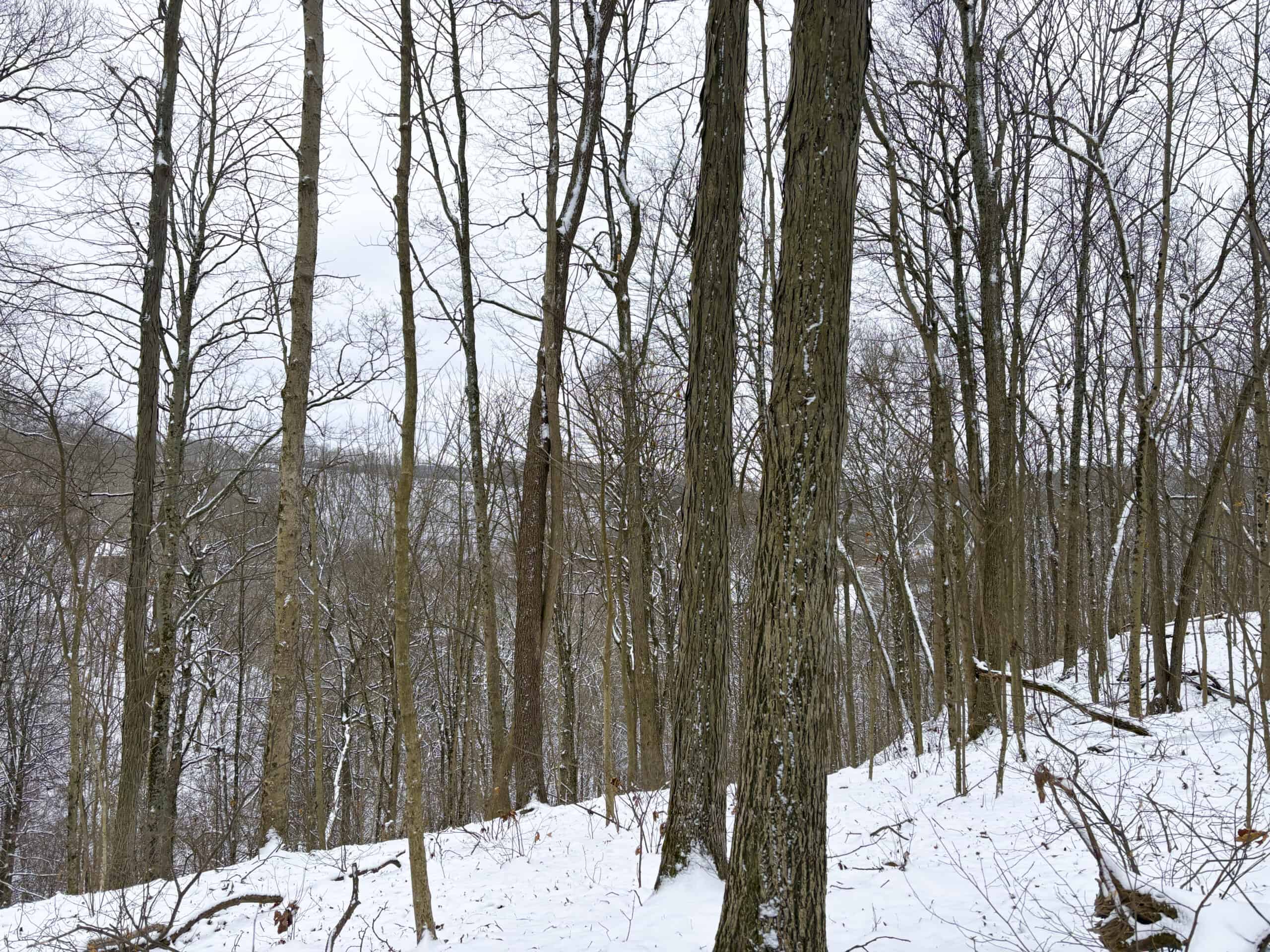 Tract 2 33 +/- Acres Monroe County Hunting Land