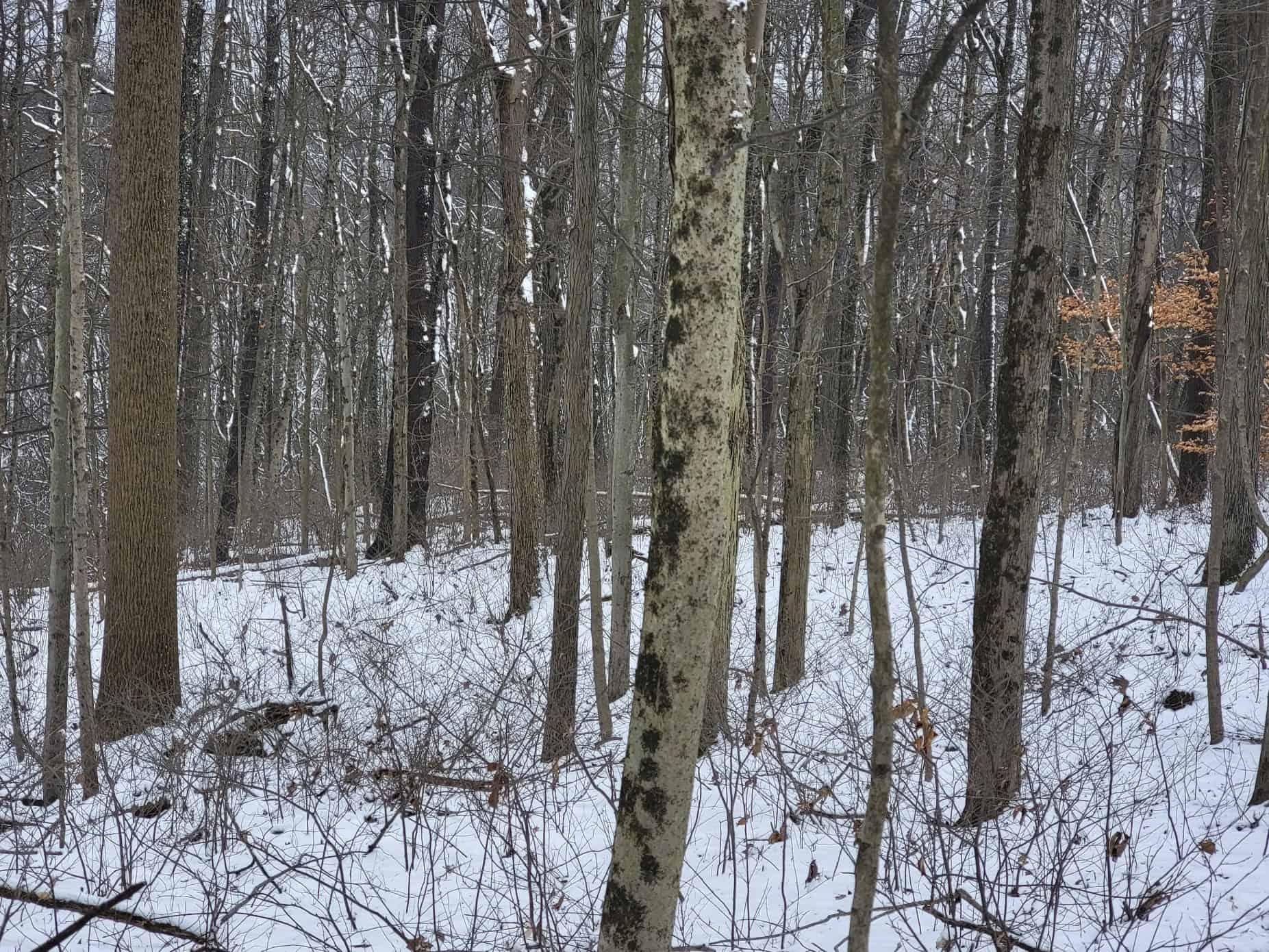 Tract 3 60± Acres | Monroe County, Ohio Hunting & Build Potential