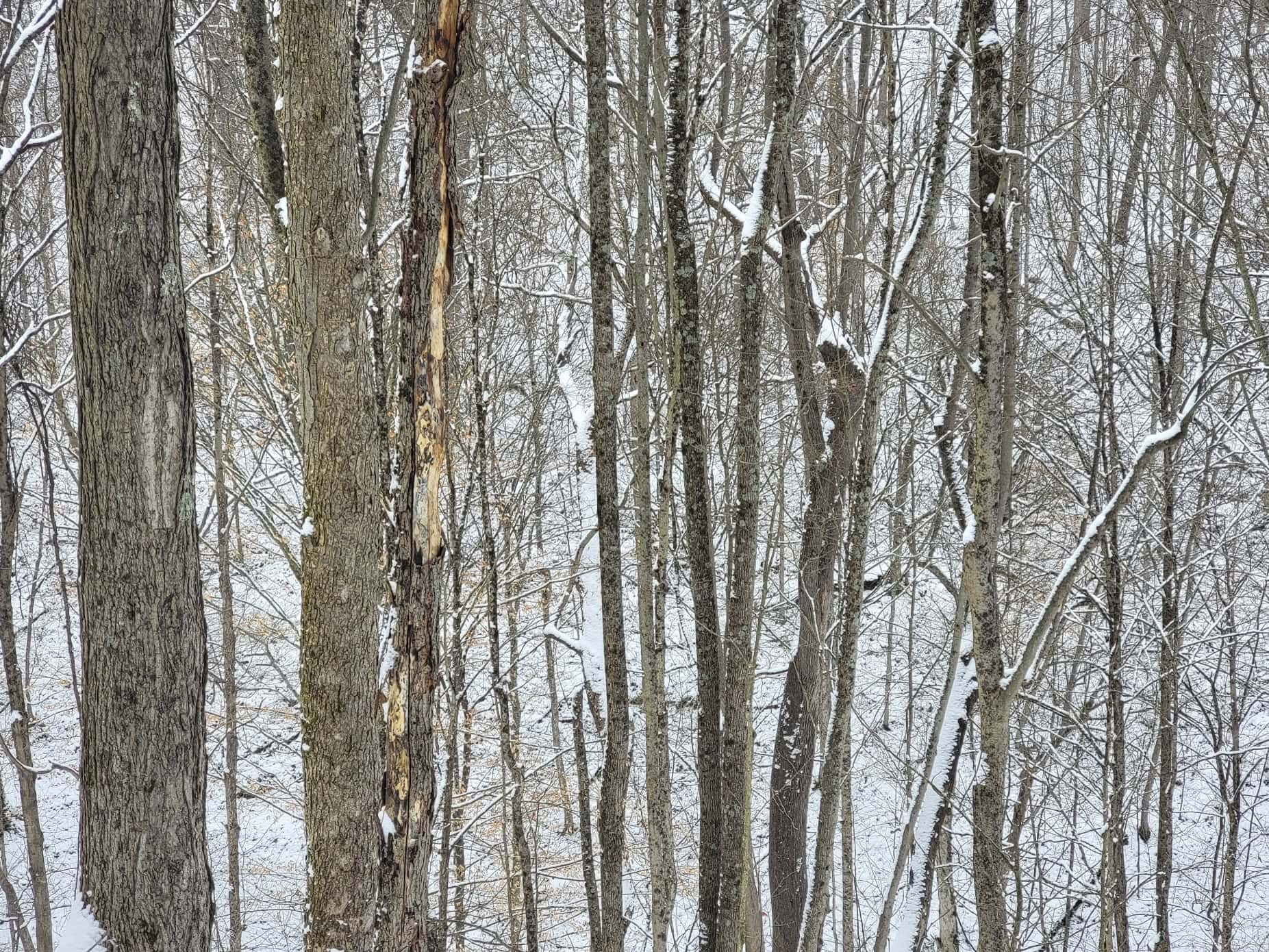 Tract 3 60± Acres | Monroe County, Ohio Hunting & Build Potential
