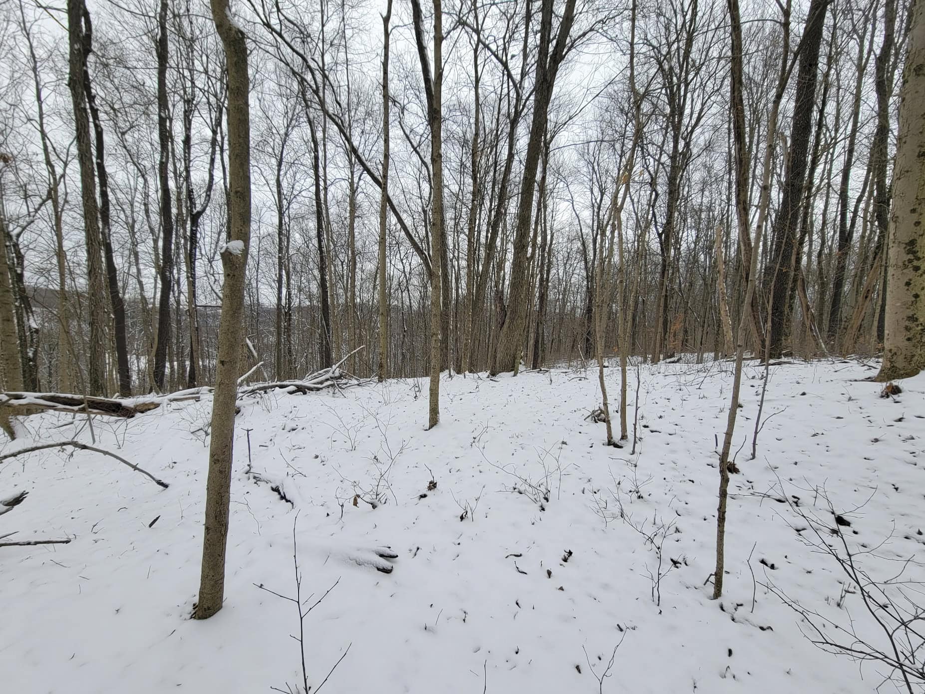 Tract 3 60± Acres | Monroe County, Ohio Hunting & Build Potential