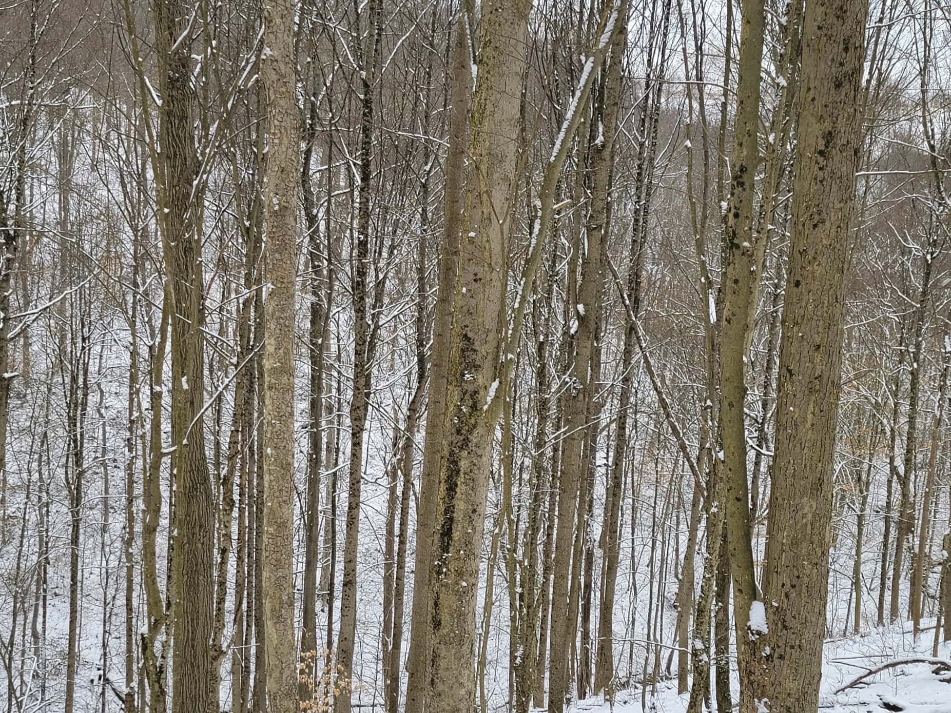 Tract 3 60± Acres | Monroe County, Ohio Hunting & Build Potential