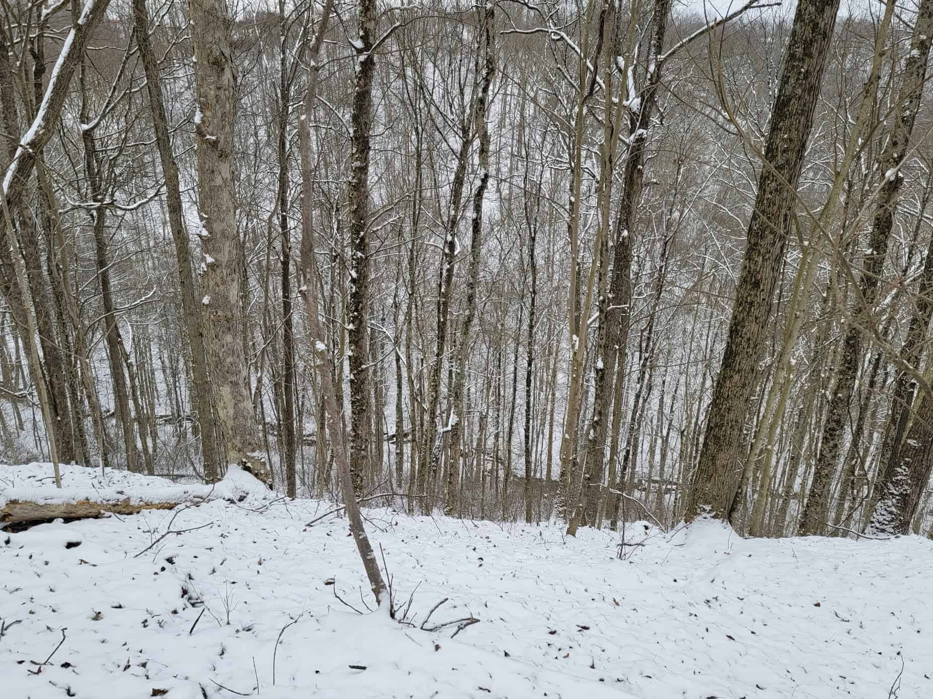 Tract 3 60± Acres | Monroe County, Ohio Hunting & Build Potential
