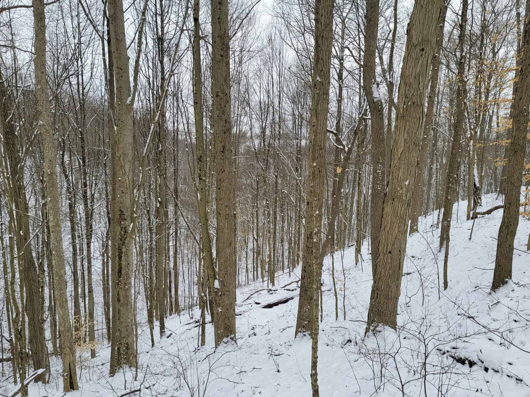 Tract 3 60± Acres | Monroe County, Ohio Hunting & Build Potential