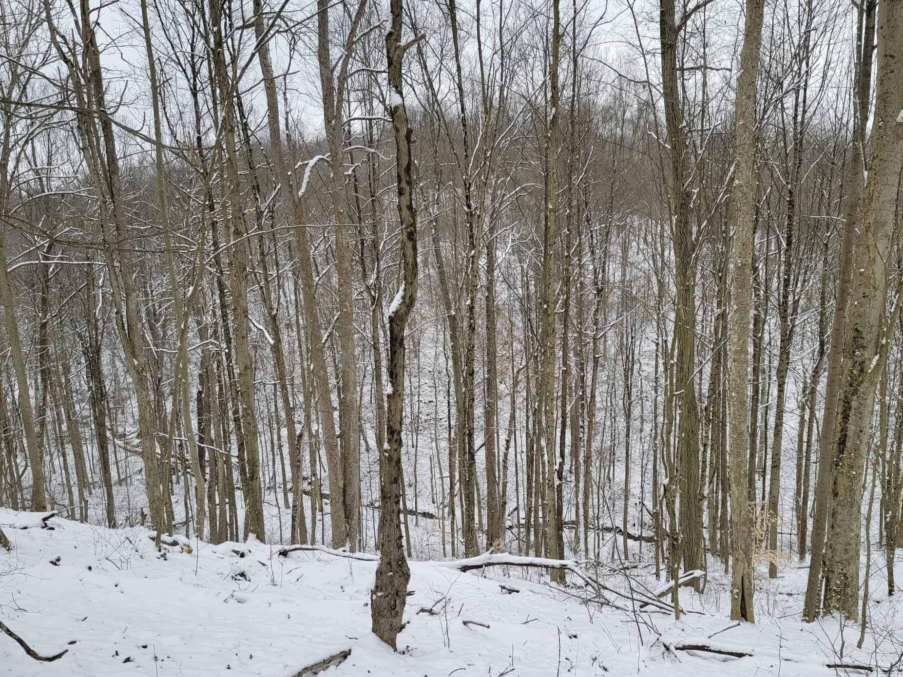 Tract 3 60± Acres | Monroe County, Ohio Hunting & Build Potential