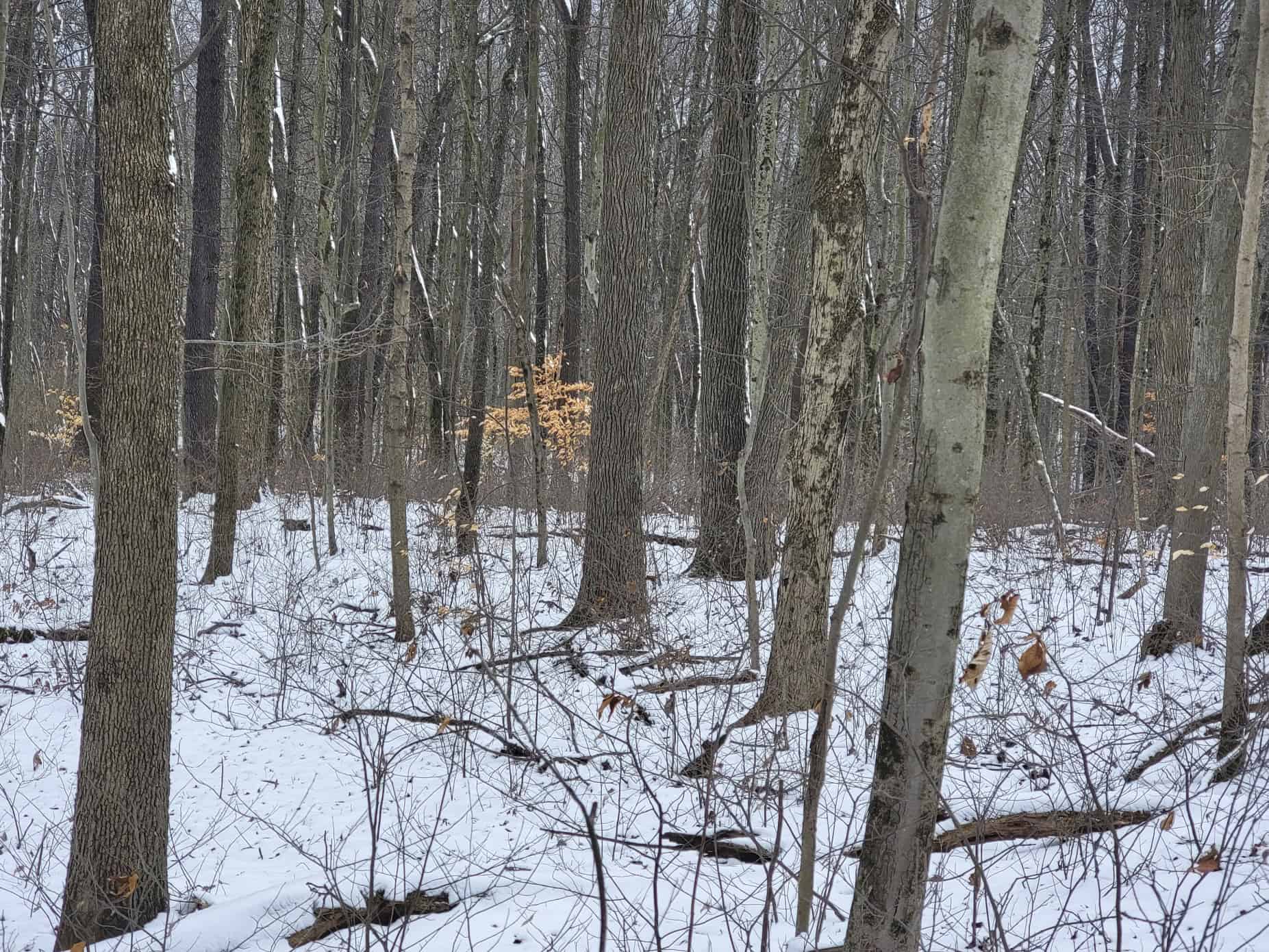 Tract 3 60± Acres | Monroe County, Ohio Hunting & Build Potential