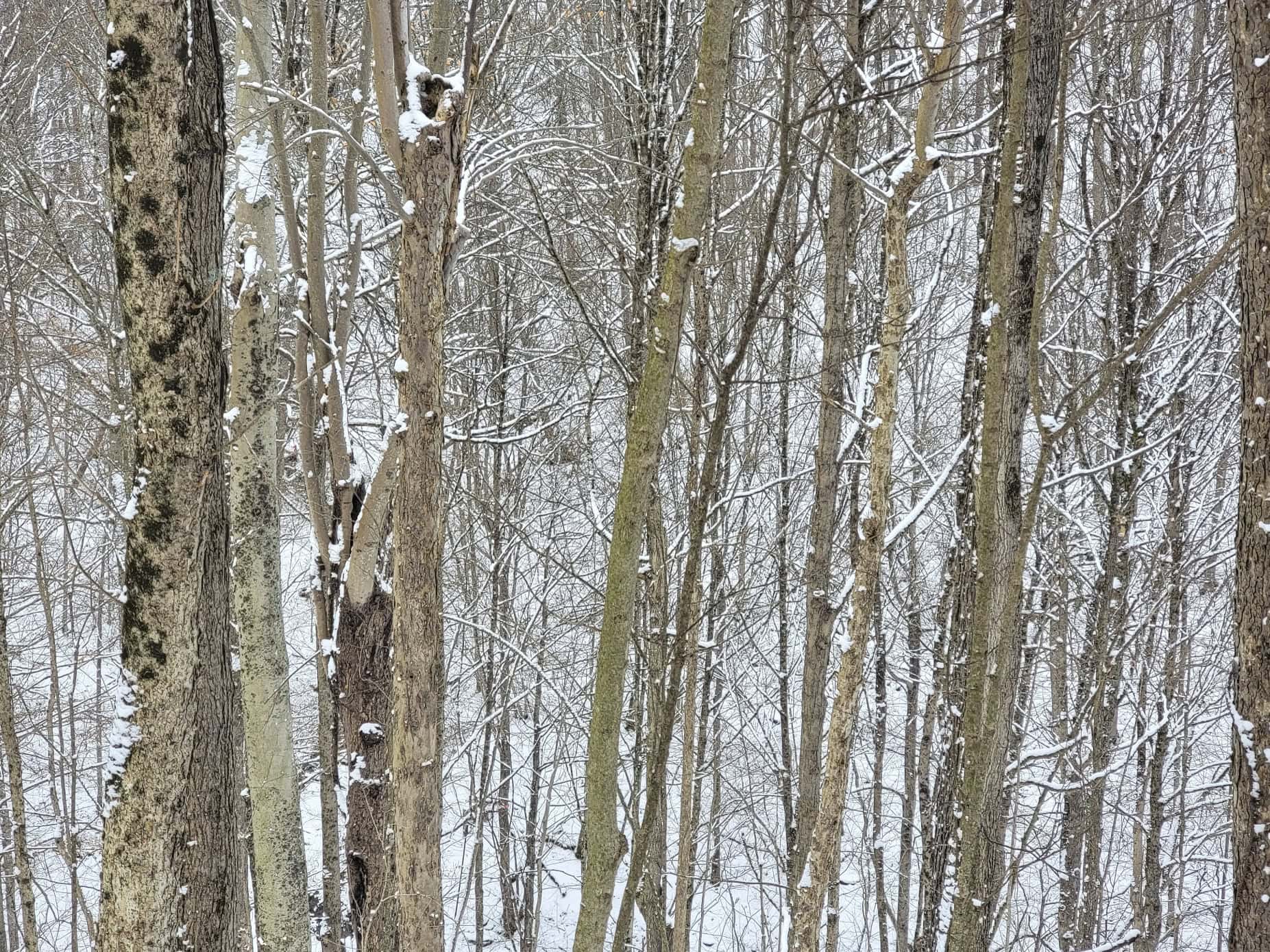 Tract 3 60± Acres | Monroe County, Ohio Hunting & Build Potential