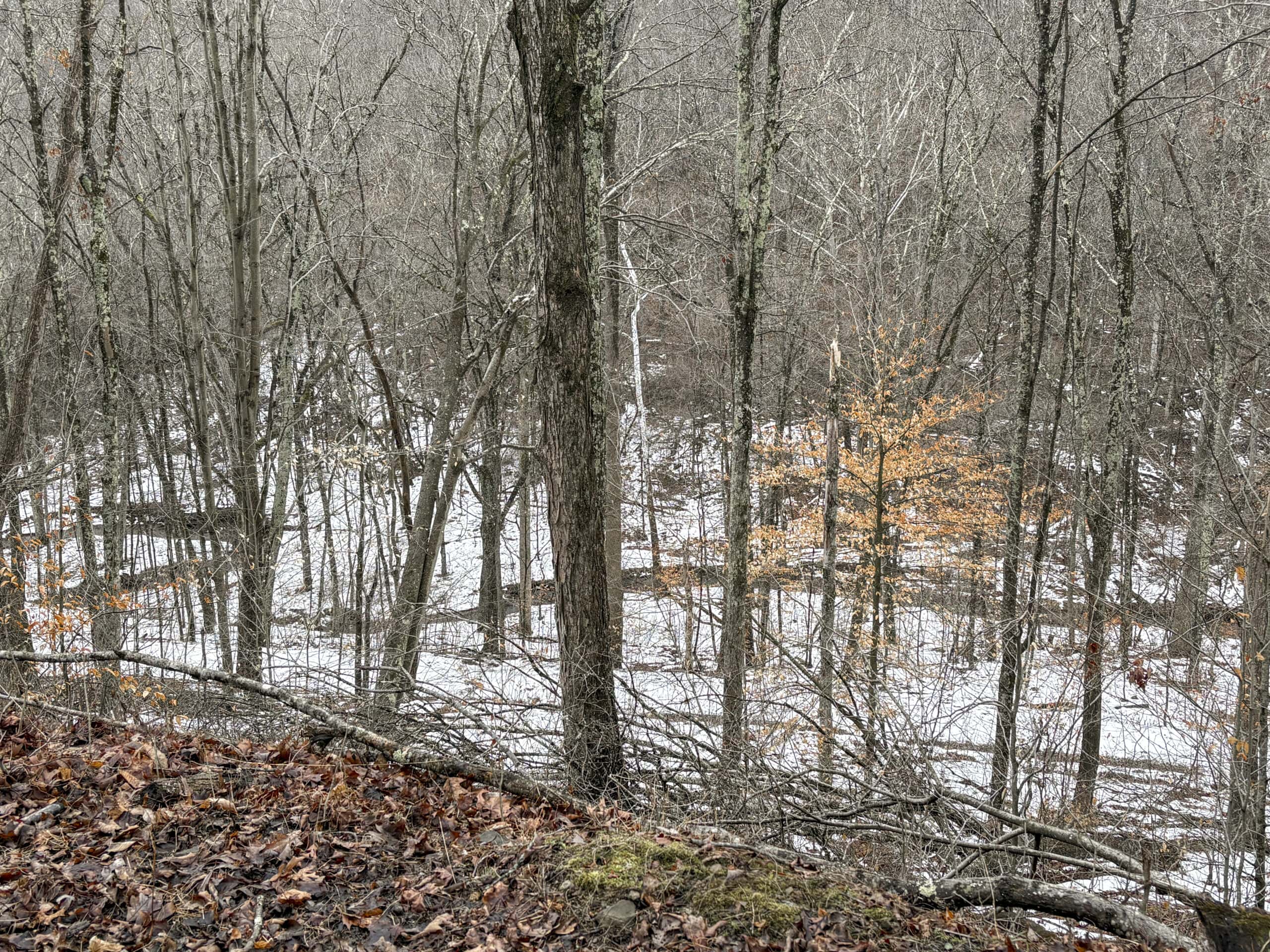 Tract 4 Prime Hunting & Recreational Land in Monroe County