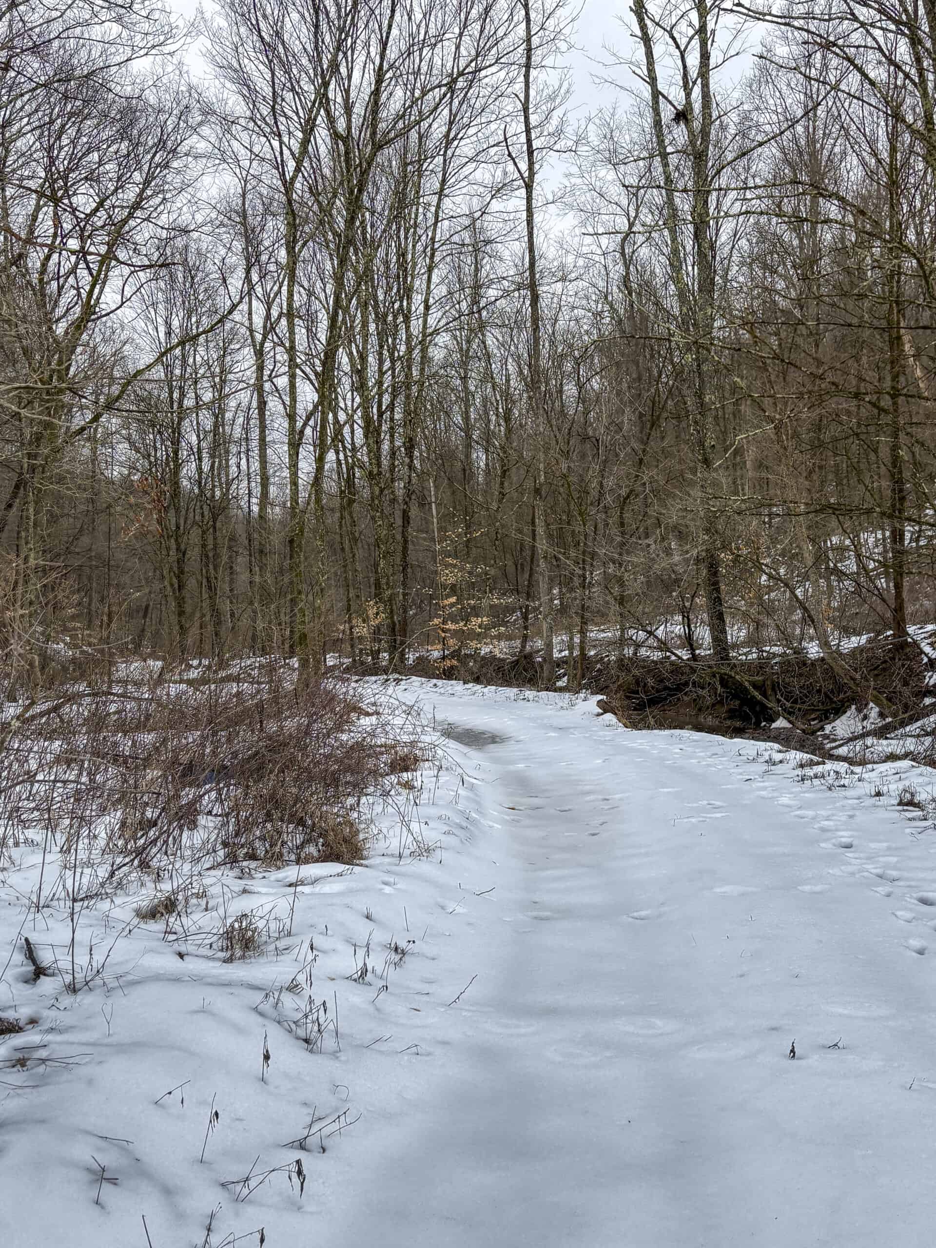 Tract 4 Prime Hunting & Recreational Land in Monroe County