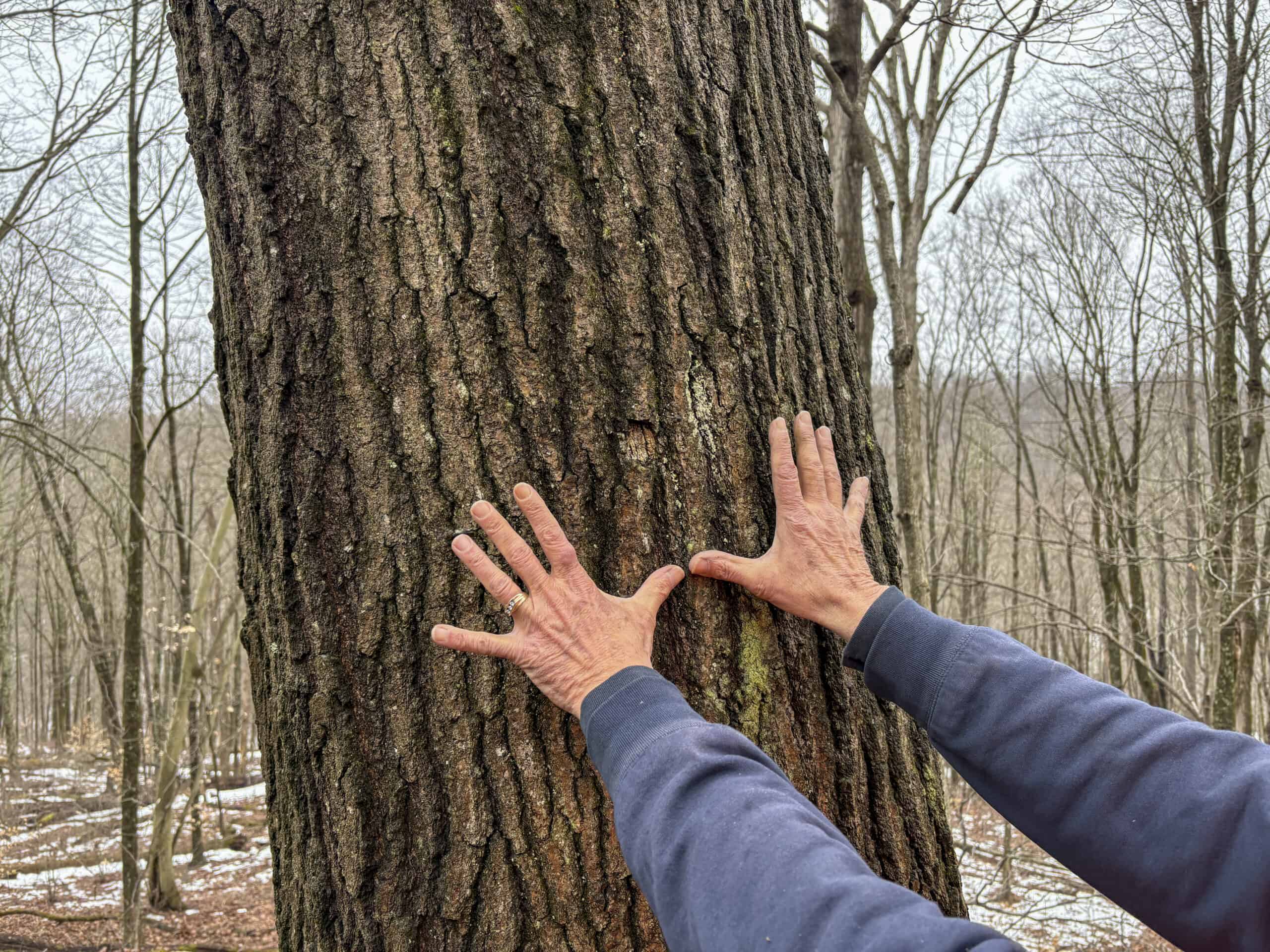Tract 4 Prime Hunting & Recreational Land in Monroe County