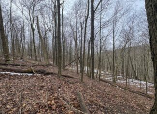 Tract 4 Prime Hunting & Recreational Land in Monroe County
