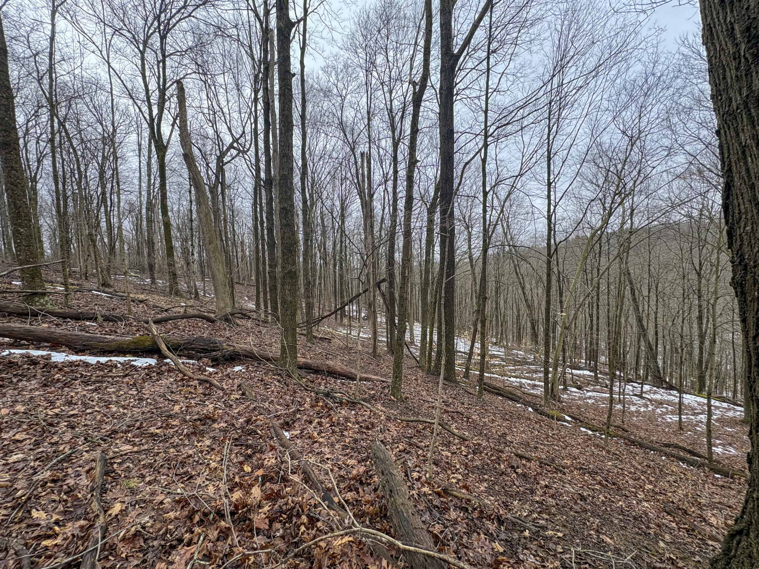 Tract 4 Prime Hunting & Recreational Land in Monroe County