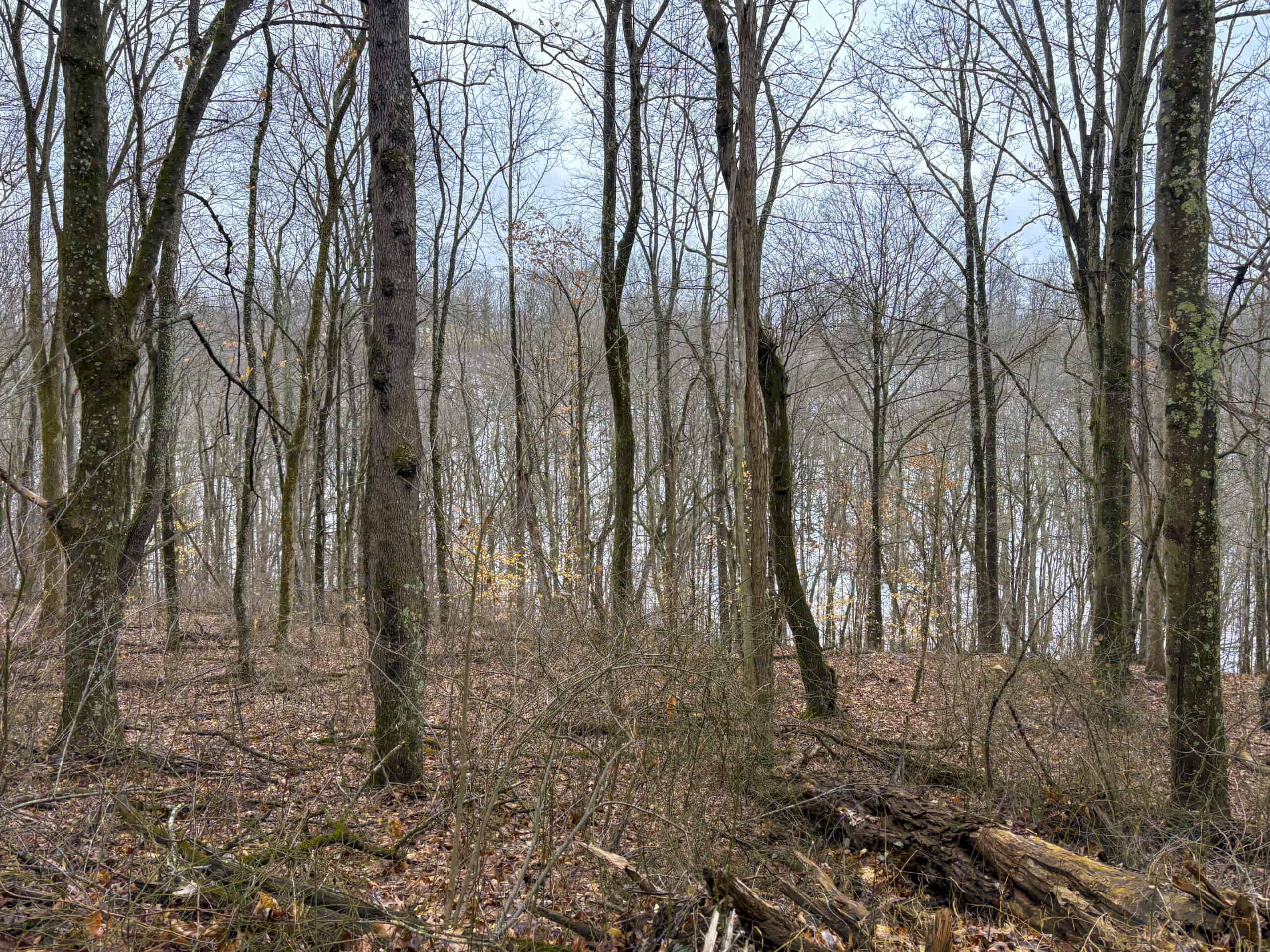 Tract 4 Prime Hunting & Recreational Land in Monroe County