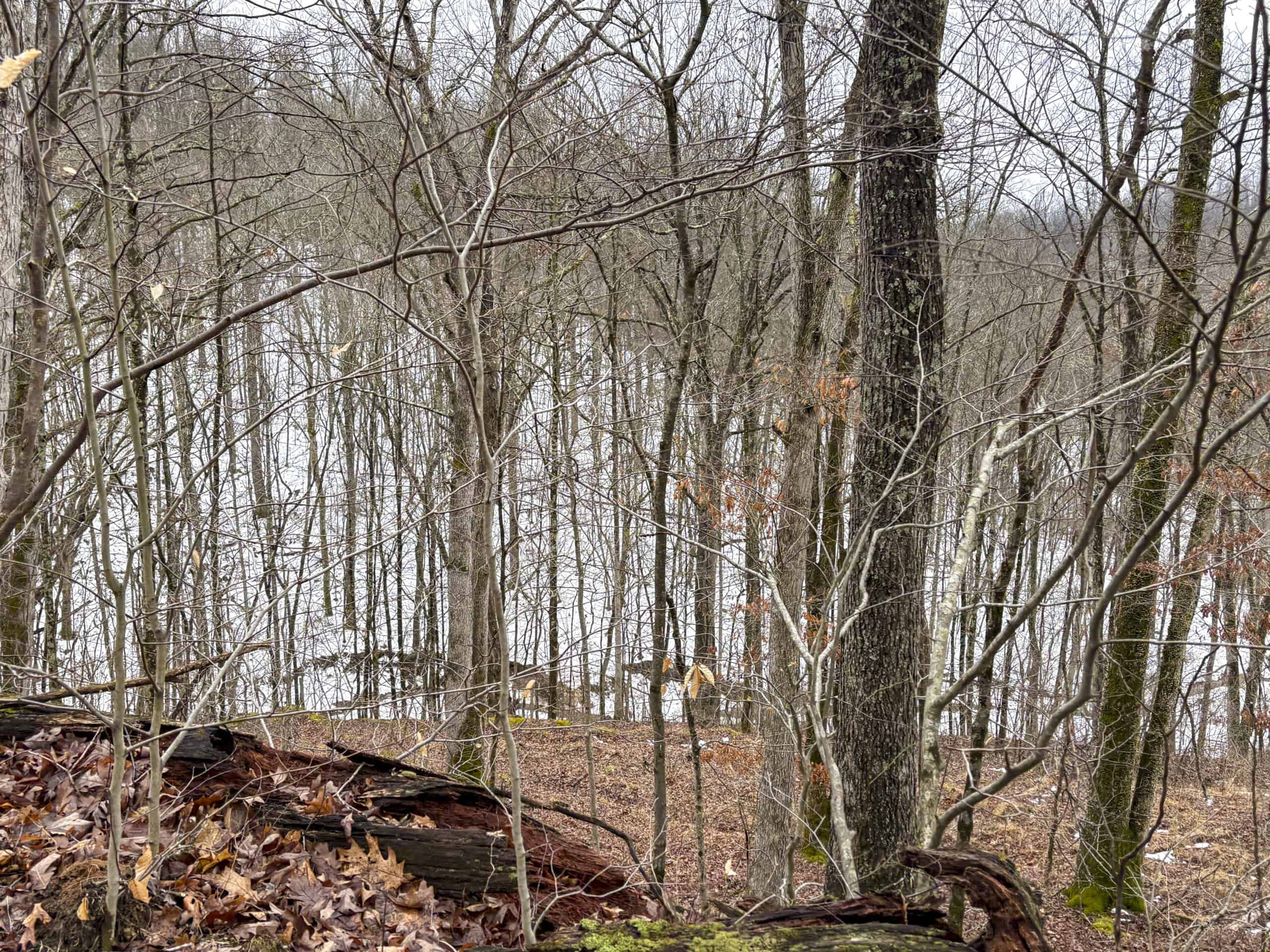Tract 4 Prime Hunting & Recreational Land in Monroe County