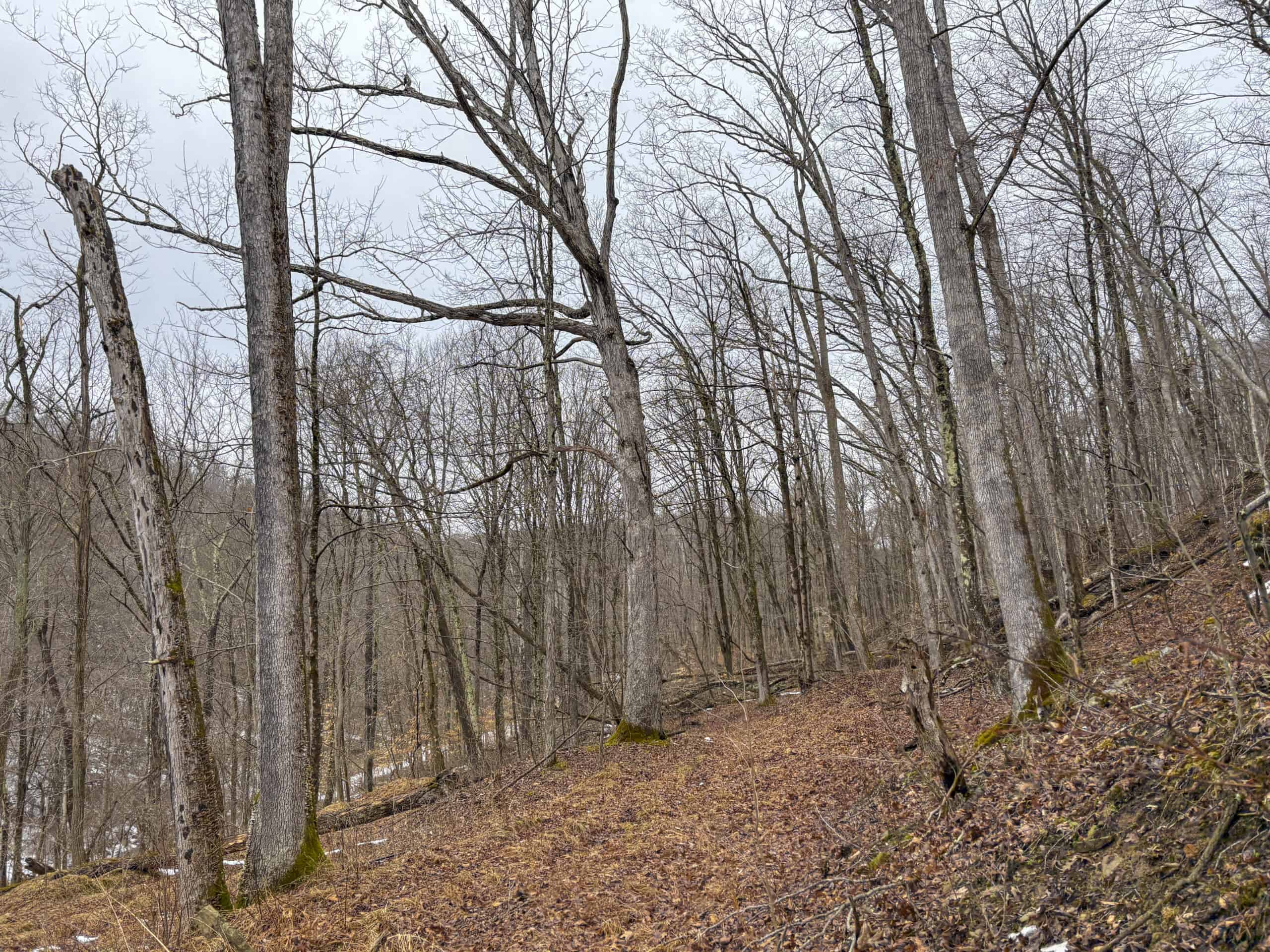 Tract 4 Prime Hunting & Recreational Land in Monroe County