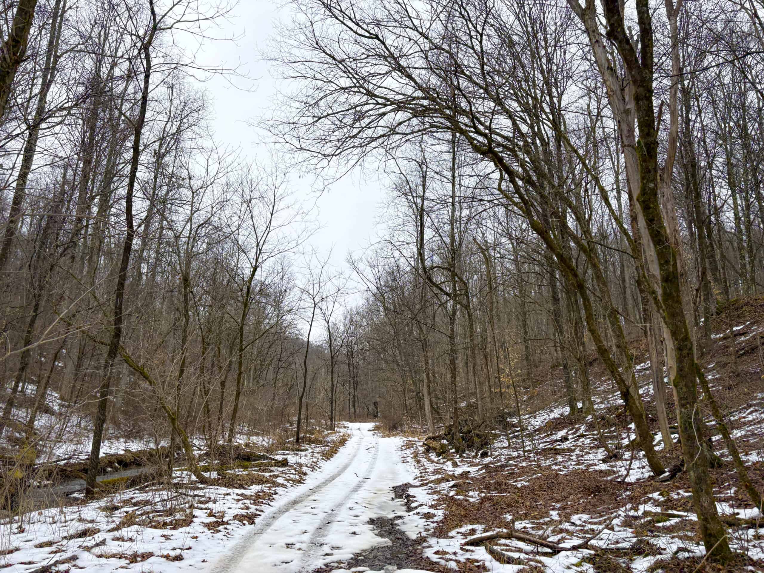 Tract 4 Prime Hunting & Recreational Land in Monroe County