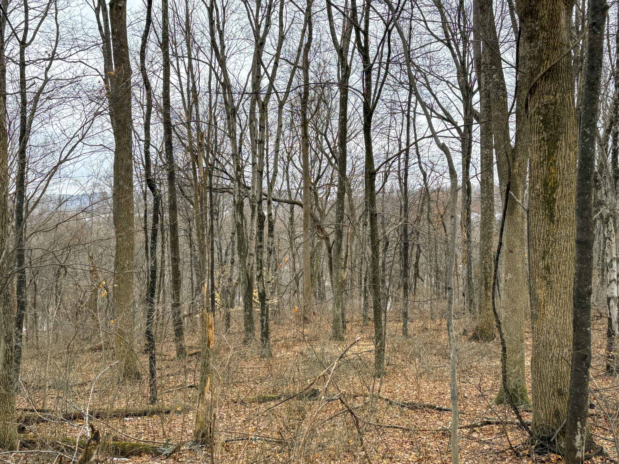 Tract 5 160± Acres | Premier Hunting Land | Monroe County, Ohio