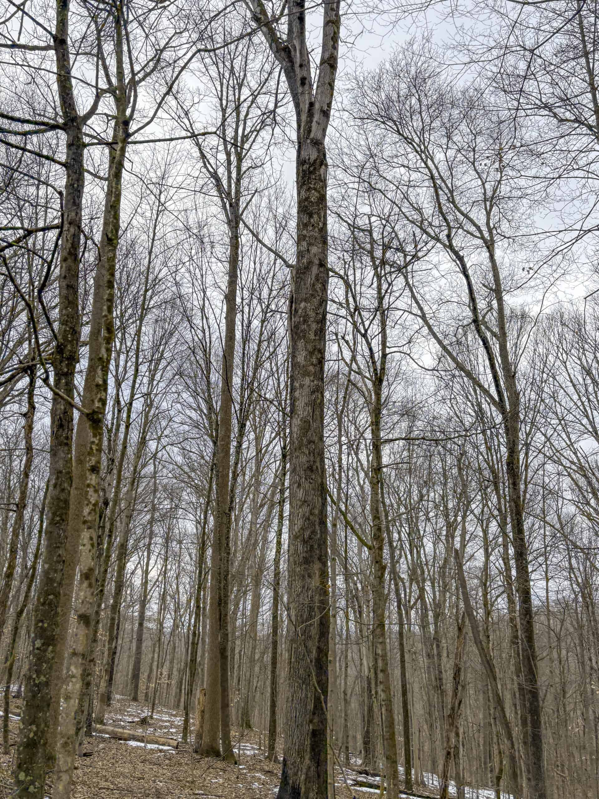 Tract 5 160± Acres | Premier Hunting Land | Monroe County, Ohio