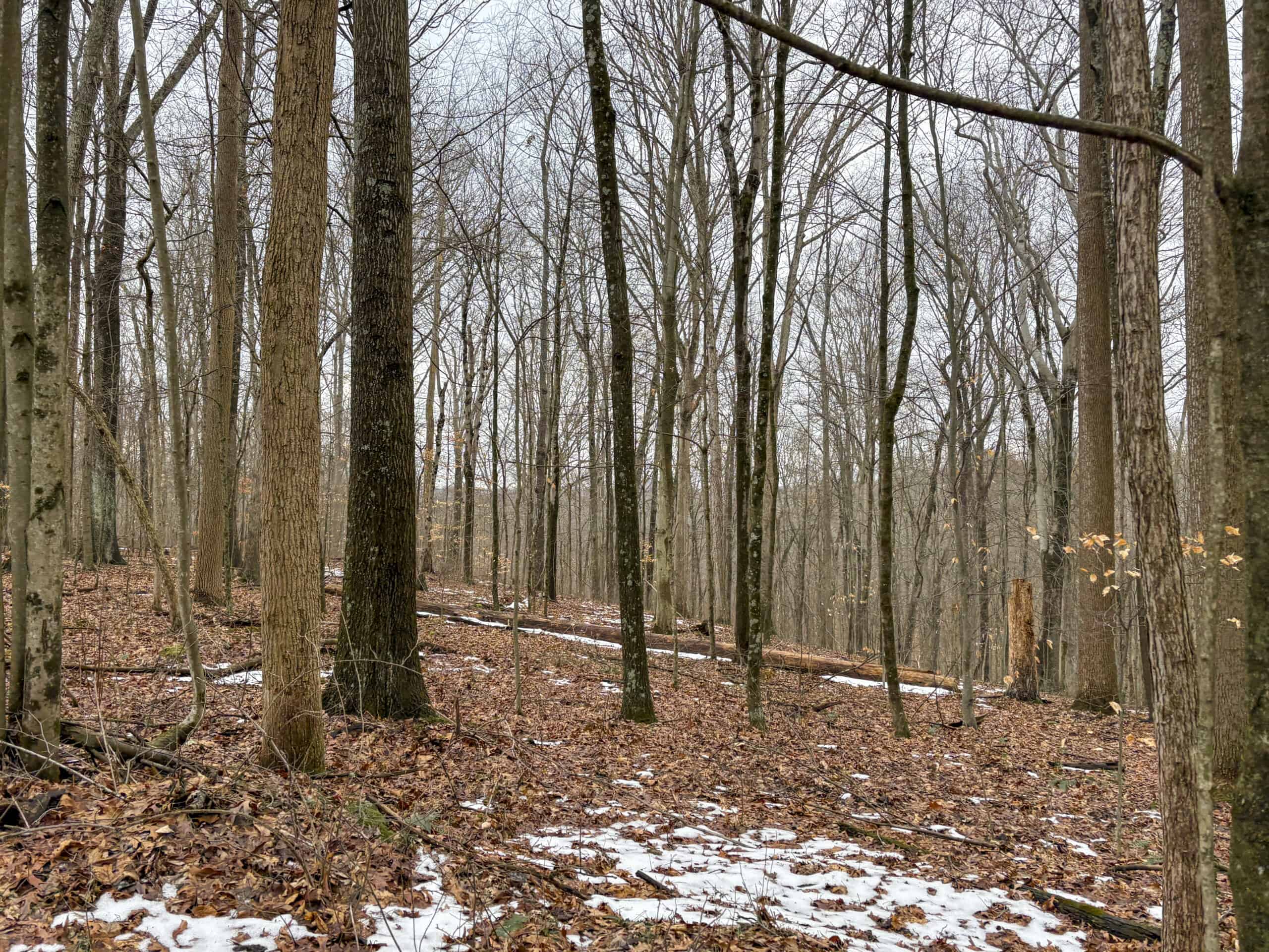 Tract 5 160± Acres | Premier Hunting Land | Monroe County, Ohio