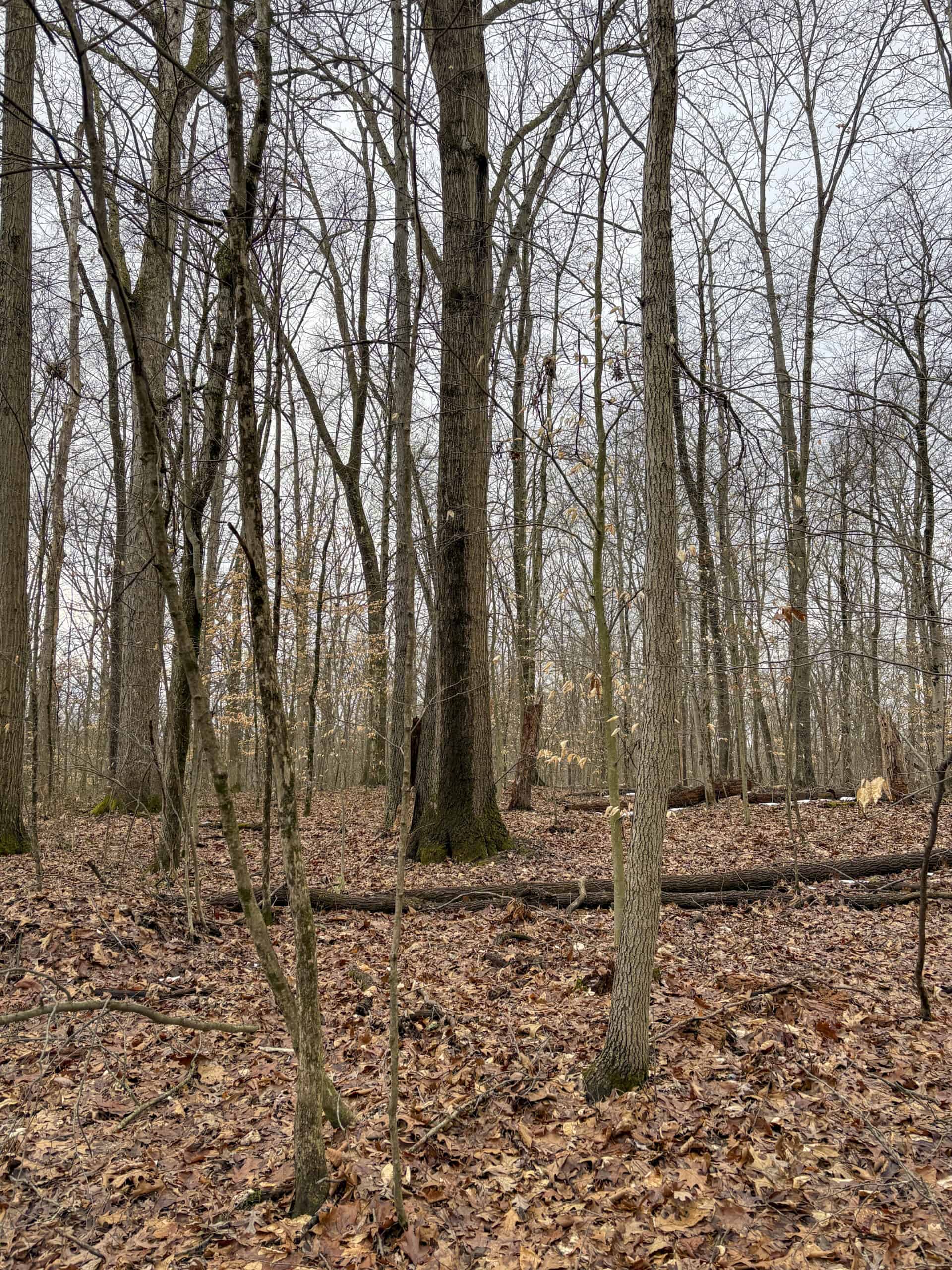 Tract 5 160± Acres | Premier Hunting Land | Monroe County, Ohio