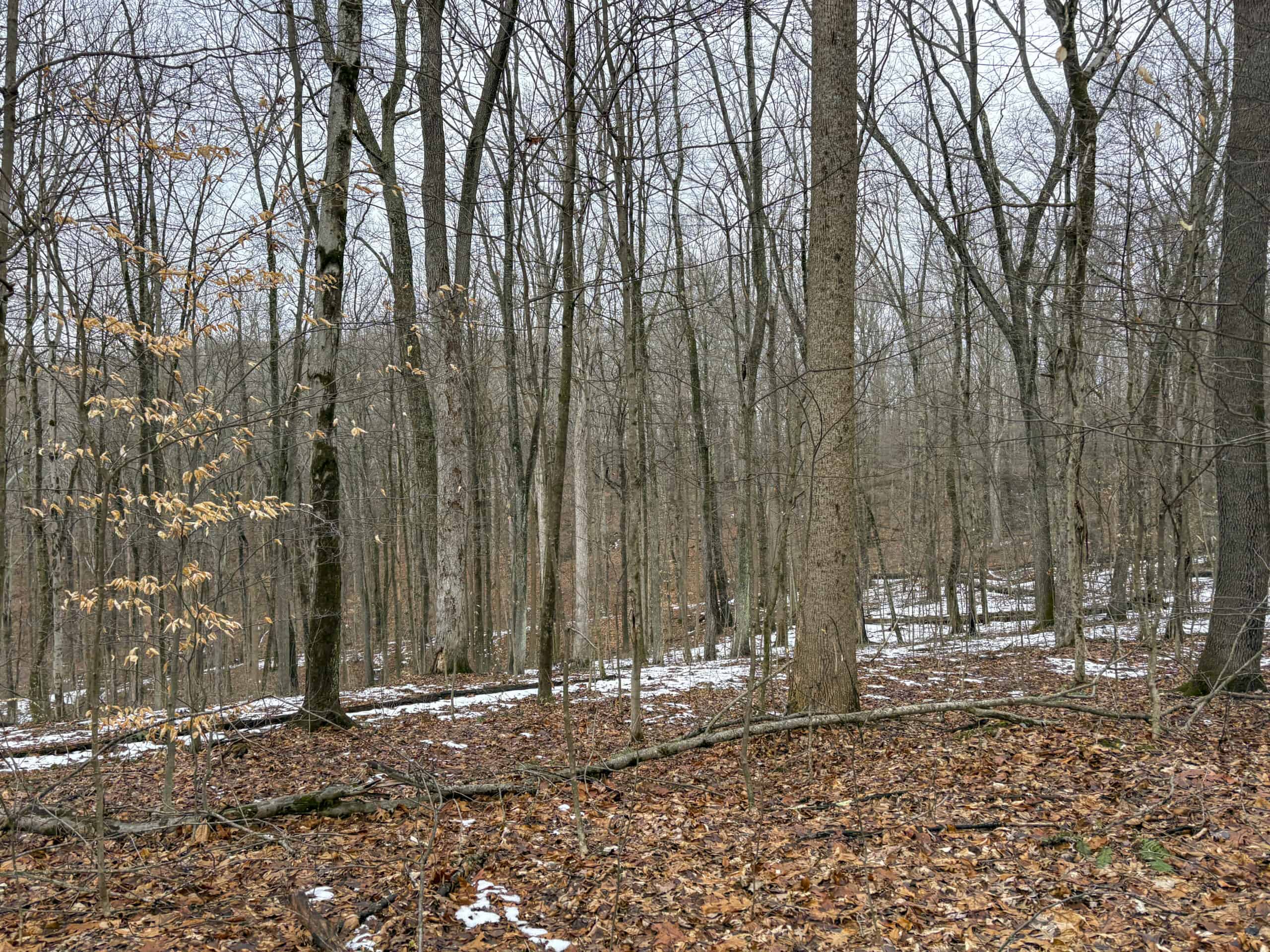Tract 5 160± Acres | Premier Hunting Land | Monroe County, Ohio