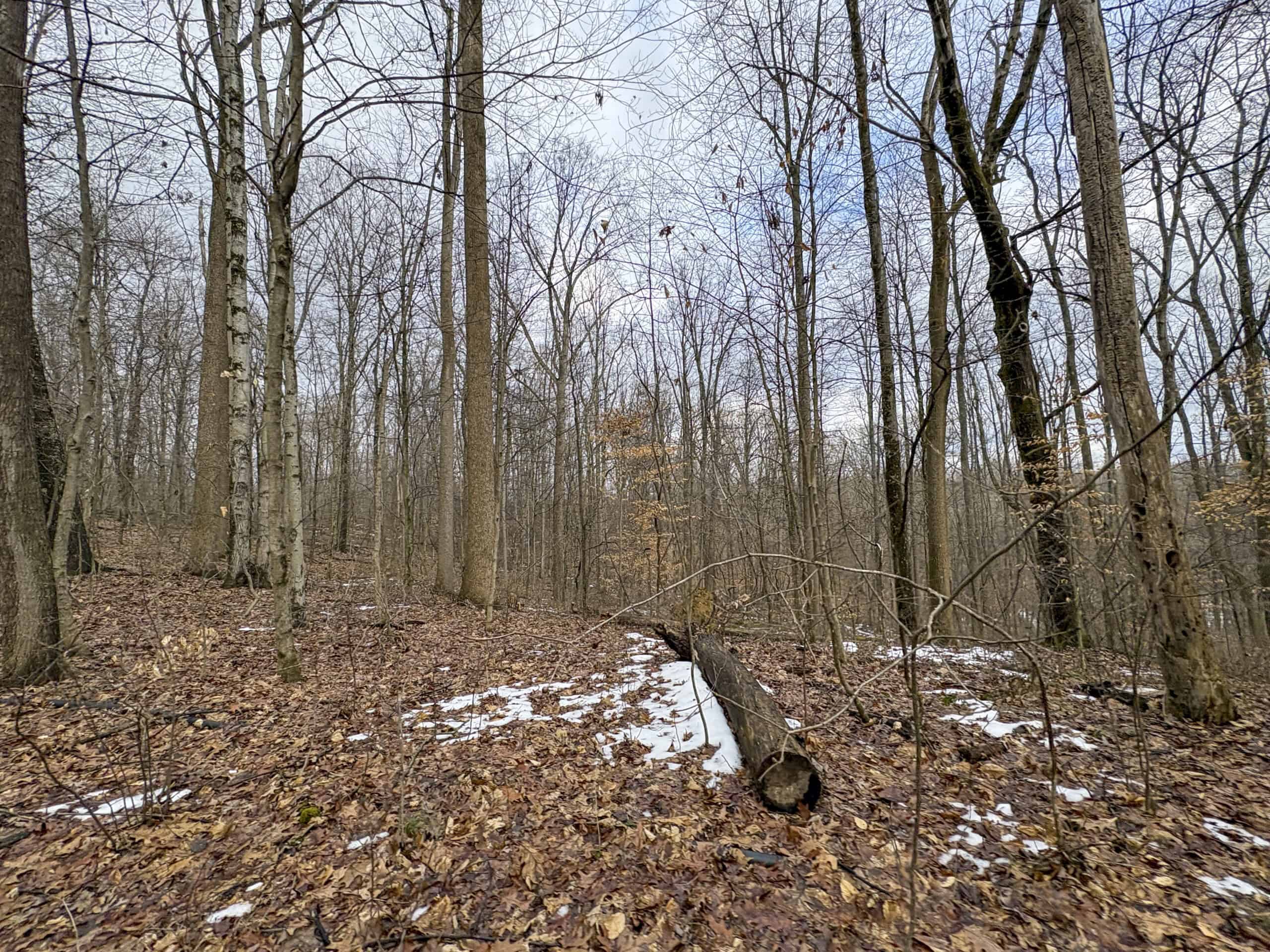 Tract 5 160± Acres | Premier Hunting Land | Monroe County, Ohio