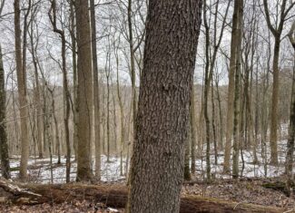 Tract 5 160± Acres | Premier Hunting Land | Monroe County, Ohio