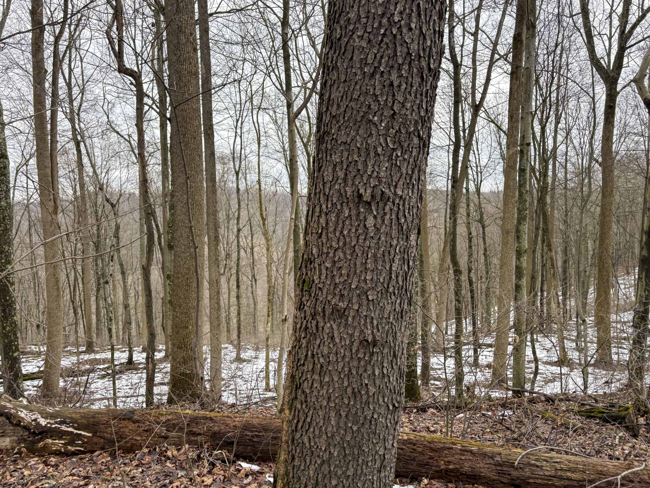 Tract 5 160± Acres | Premier Hunting Land | Monroe County, Ohio