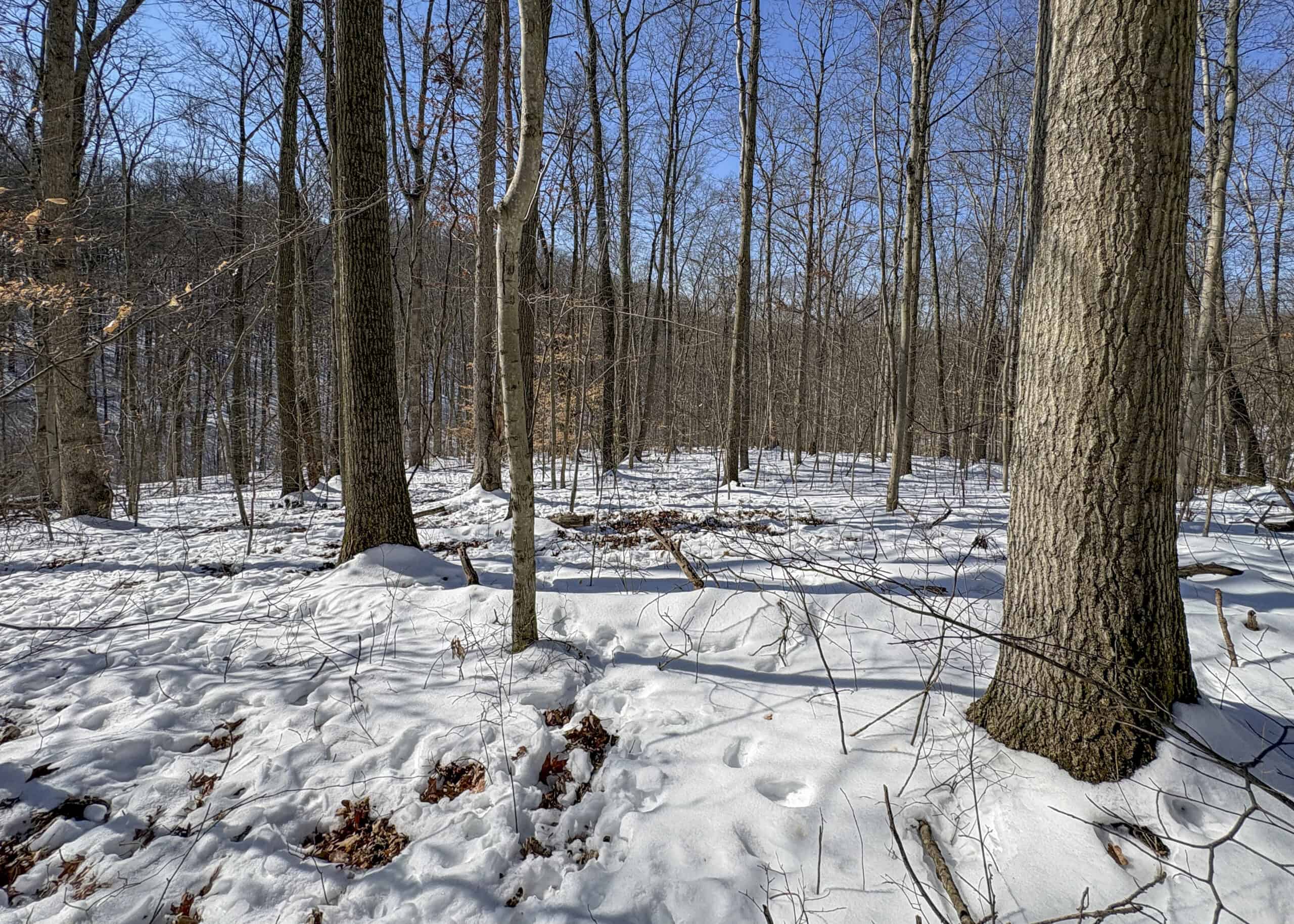 Tract 6 80± Acres | Bordering Wayne National Forest Monroe County