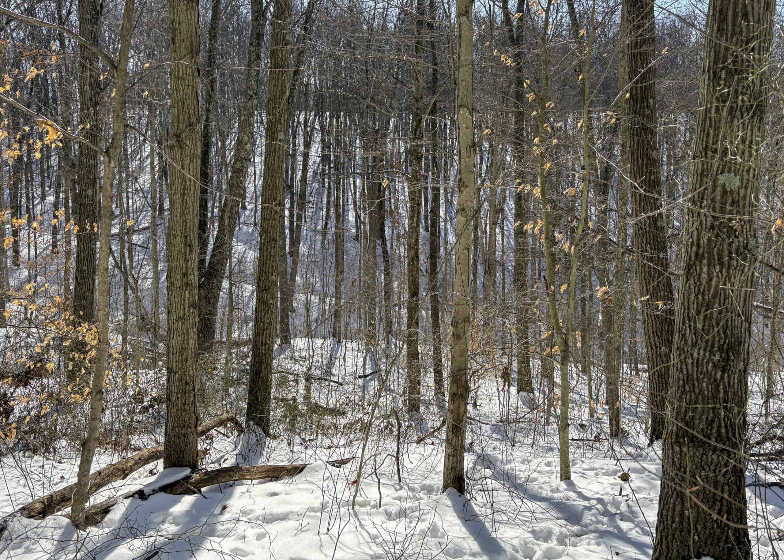 Tract 6 80± Acres | Bordering Wayne National Forest Monroe County